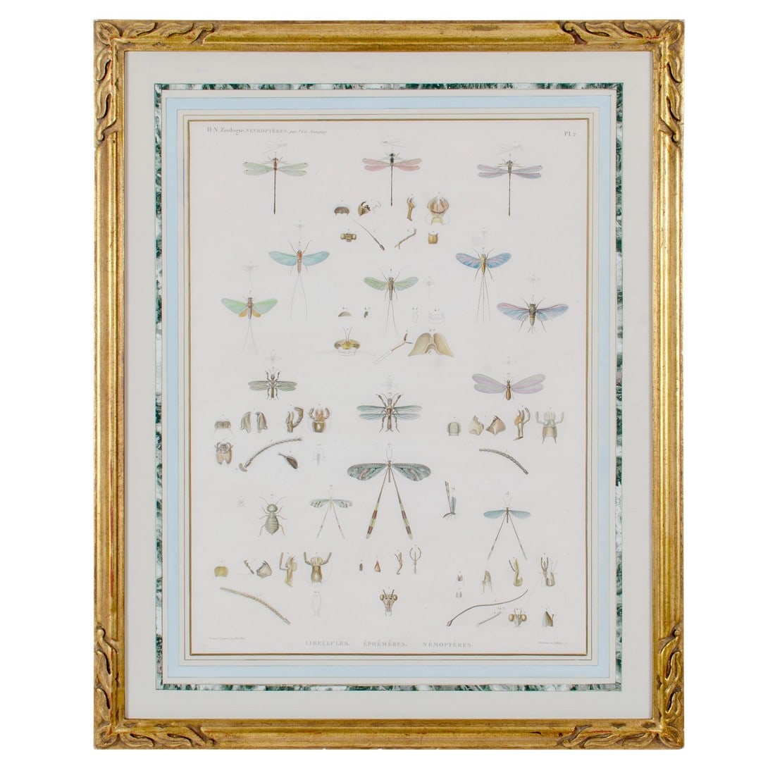 Early 19th Century Vintage Winged-Insects Print by J-Ces Savigny (1 of 8)