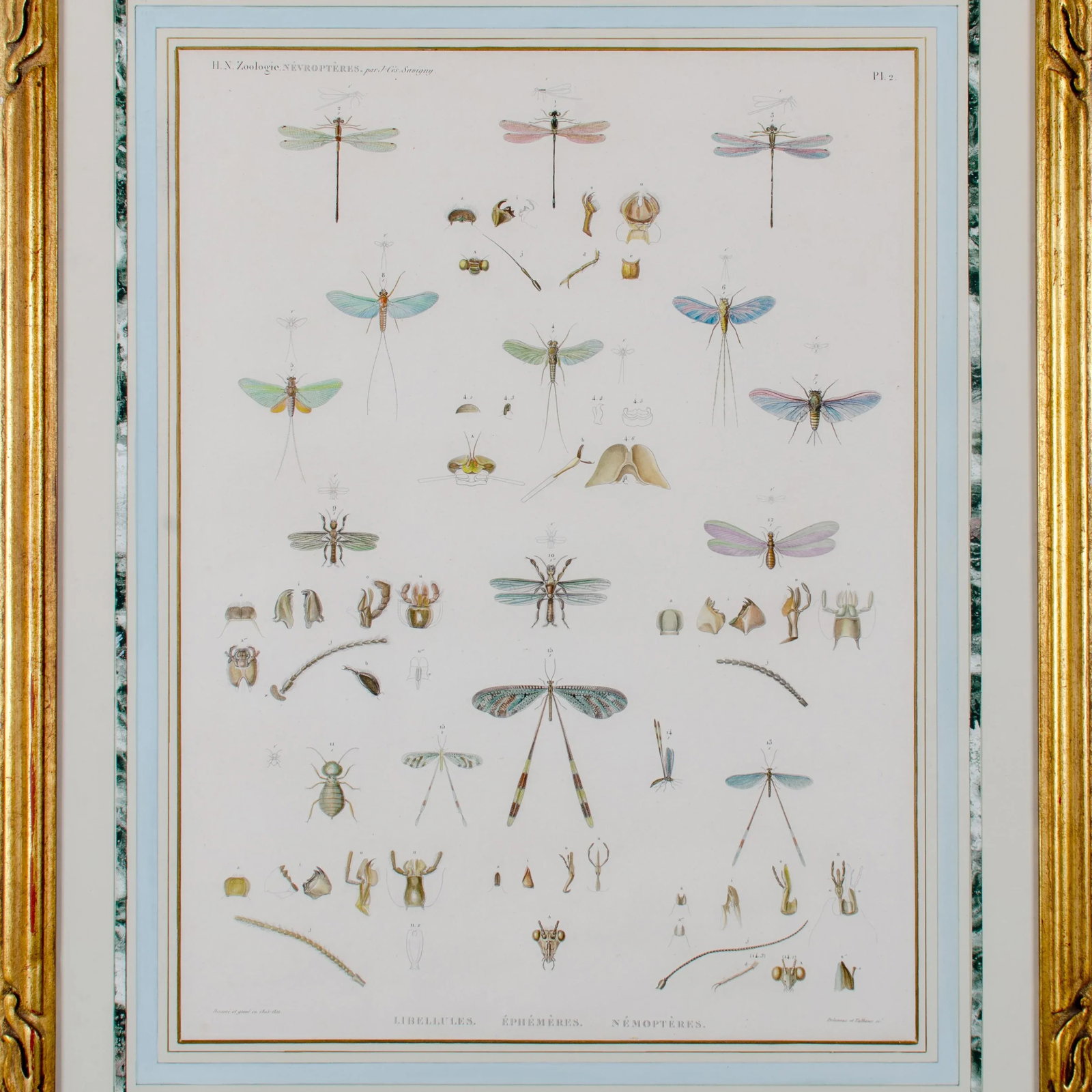 Early 19th Century Vintage Winged-Insects Print by J-Ces Savigny - 2