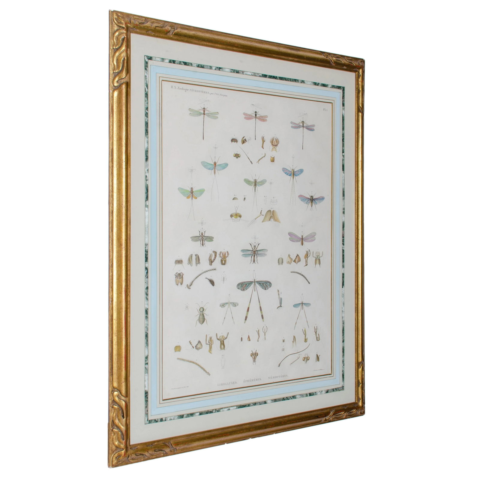 Early 19th Century Vintage Winged-Insects Print by J-Ces Savigny - 3