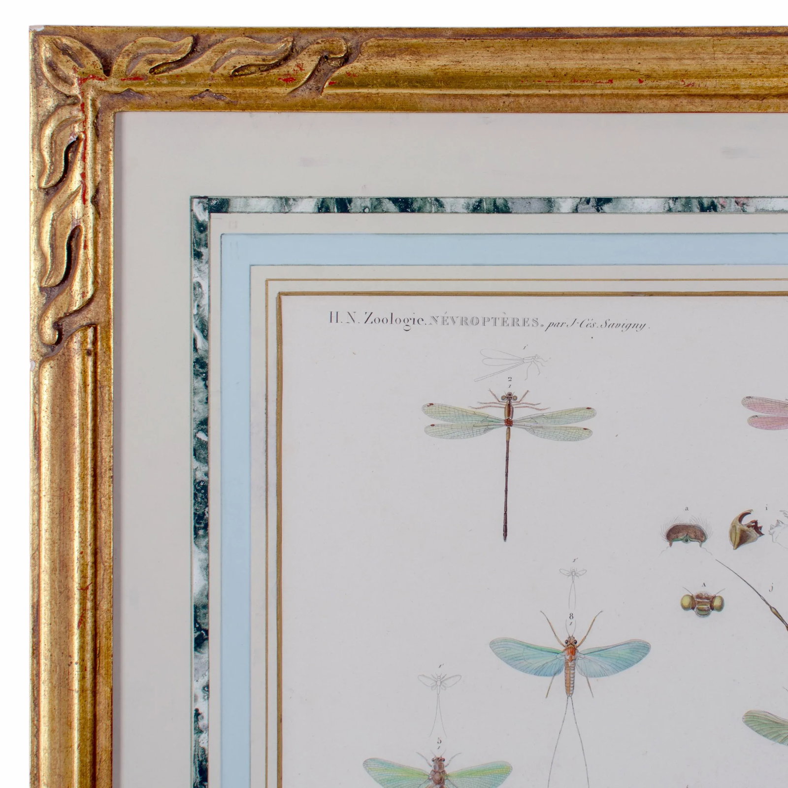 Early 19th Century Vintage Winged-Insects Print by J-Ces Savigny - 4