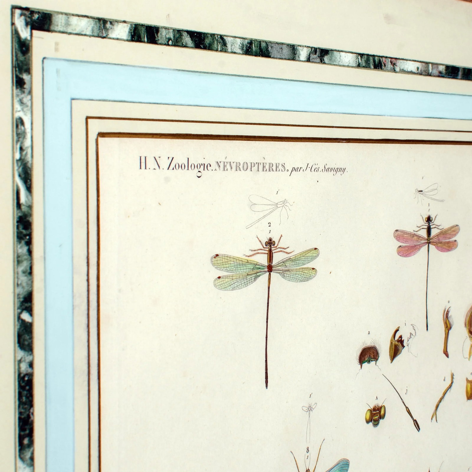 Early 19th Century Vintage Winged-Insects Print by J-Ces Savigny - 5
