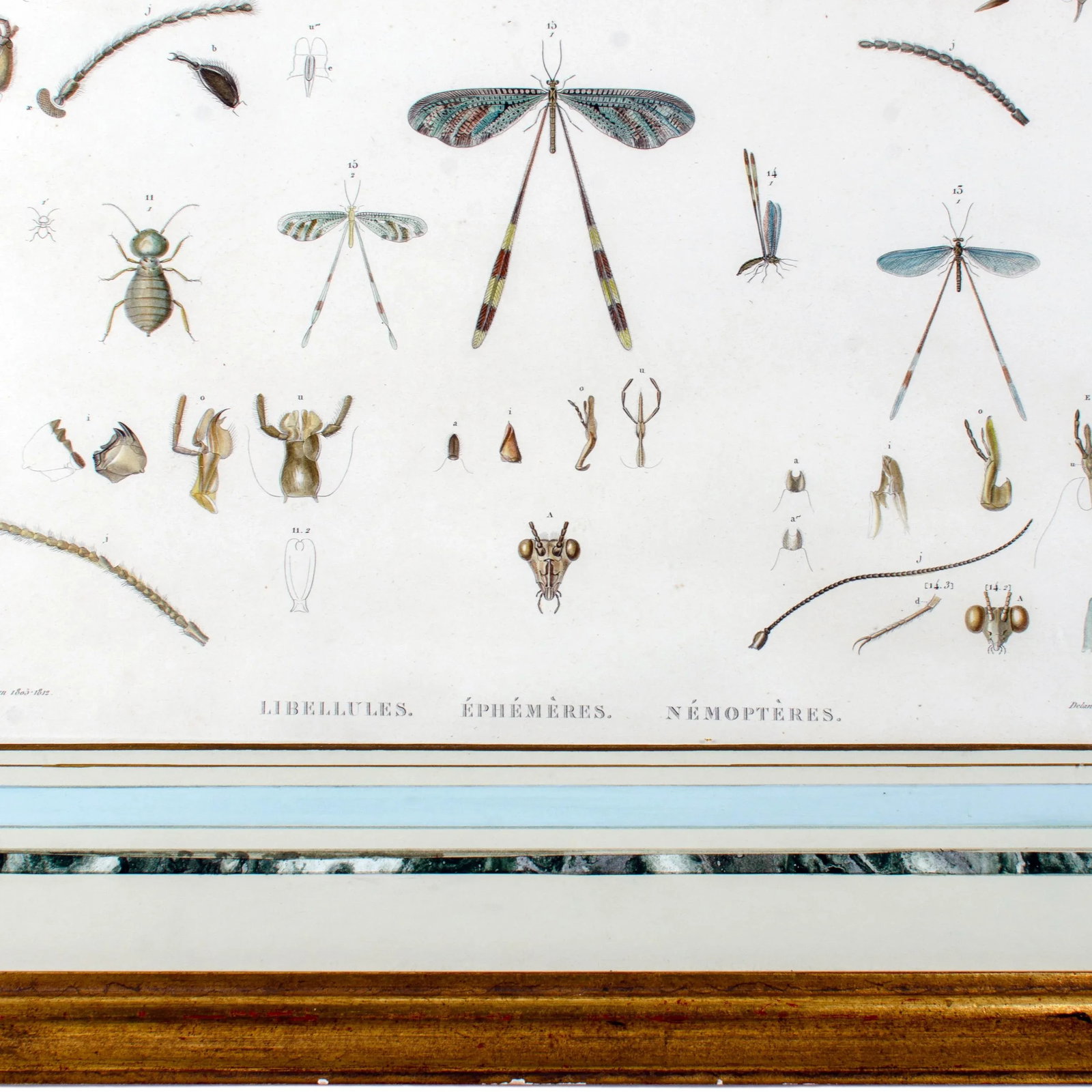 Early 19th Century Vintage Winged-Insects Print by J-Ces Savigny - 6