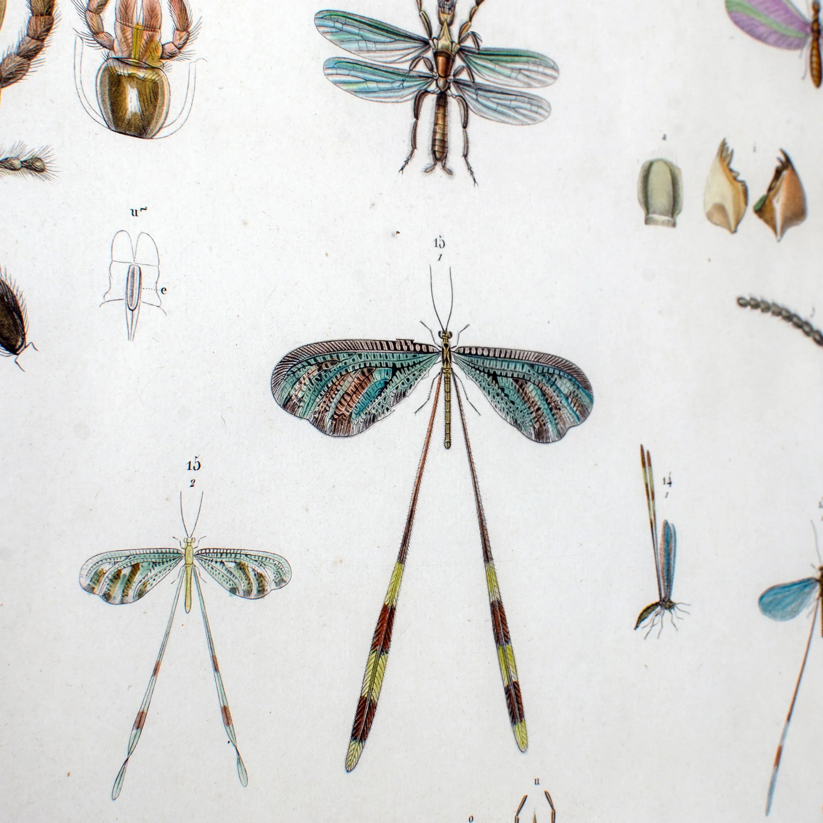 Early 19th Century Vintage Winged-Insects Print by J-Ces Savigny - 7