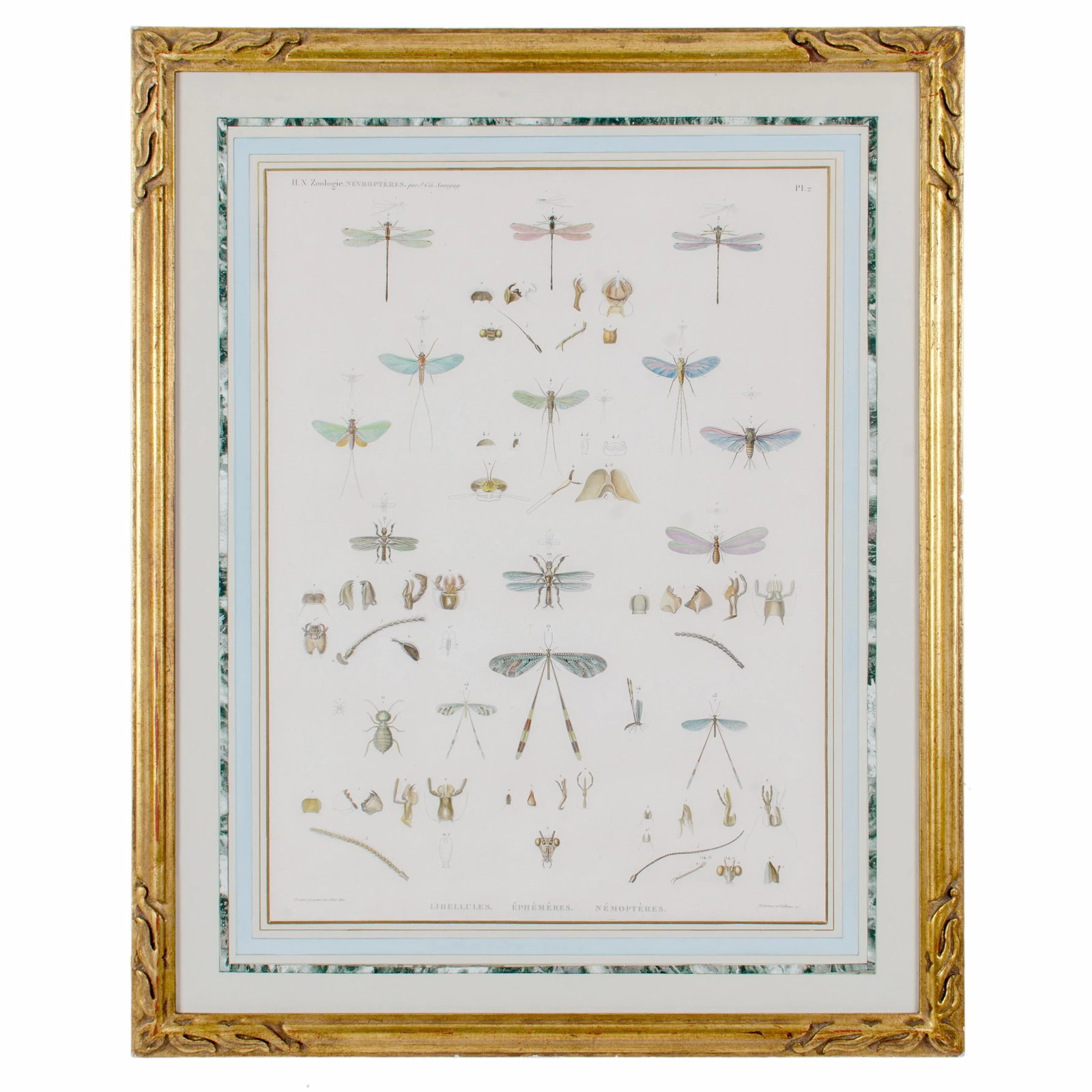Early 19th Century Vintage Winged-Insects Print by J-Ces Savigny - 8