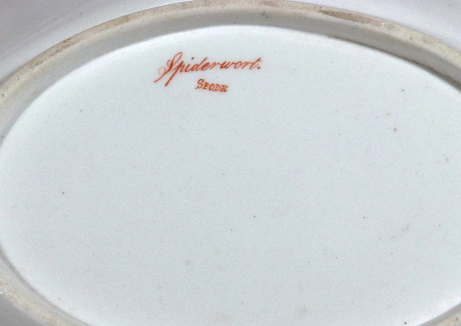 Spode Porcelain Botanical Specimen Dish- Spring Meadow Saffron, After William Curtis - 12