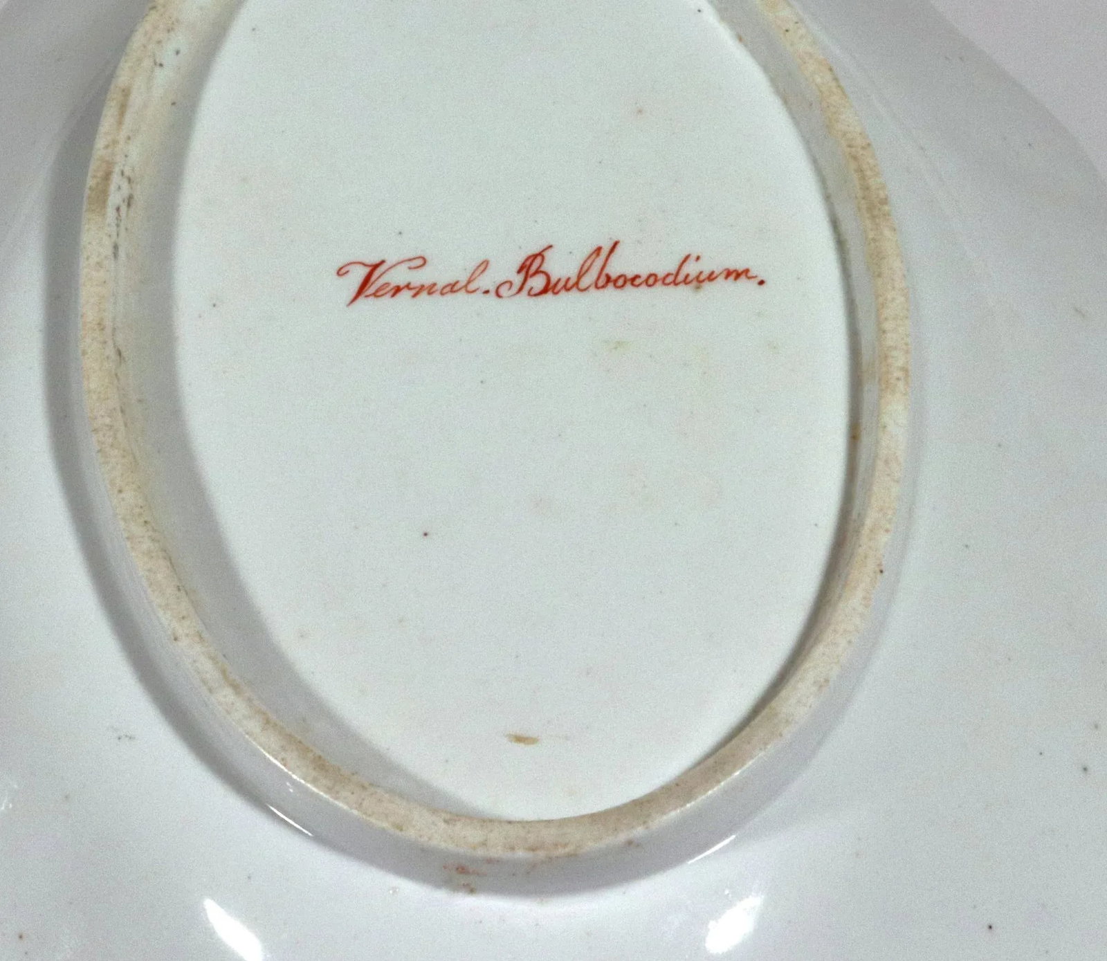 Spode Porcelain Botanical Specimen Dish- Spring Meadow Saffron, After William Curtis - 3