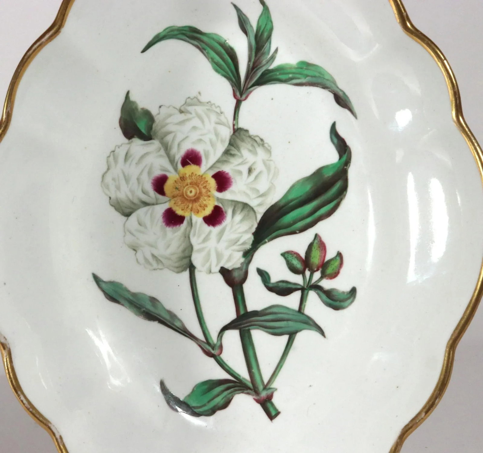 Spode Porcelain Botanical Specimen Dishes- a Pair. After William Curtis - 11