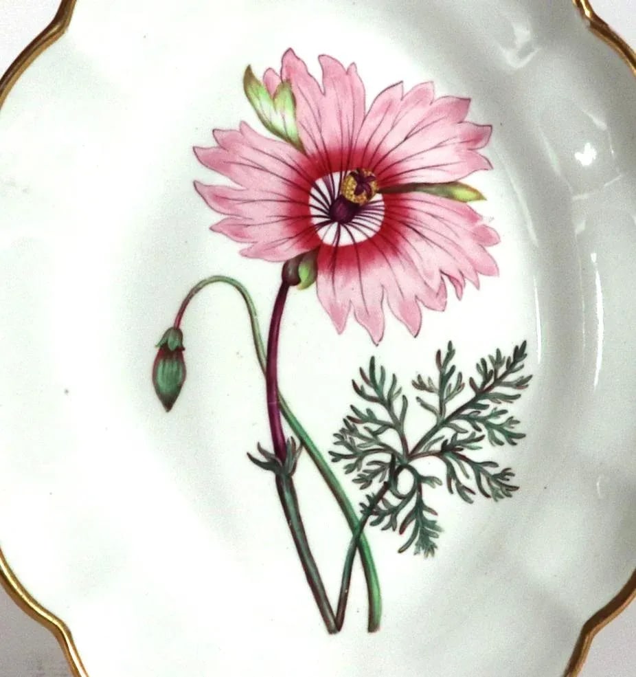 Spode Porcelain Botanical Specimen Dishes- a Pair. After William Curtis - 3