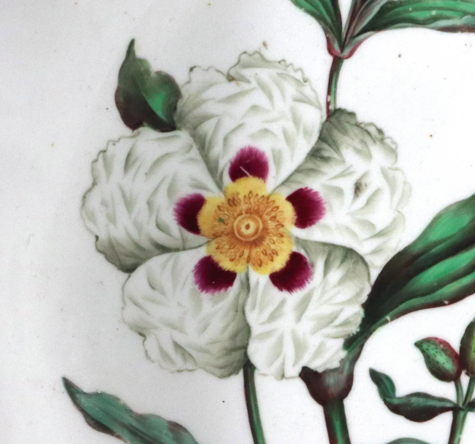 Spode Porcelain Botanical Specimen Dishes- a Pair. After William Curtis - 9