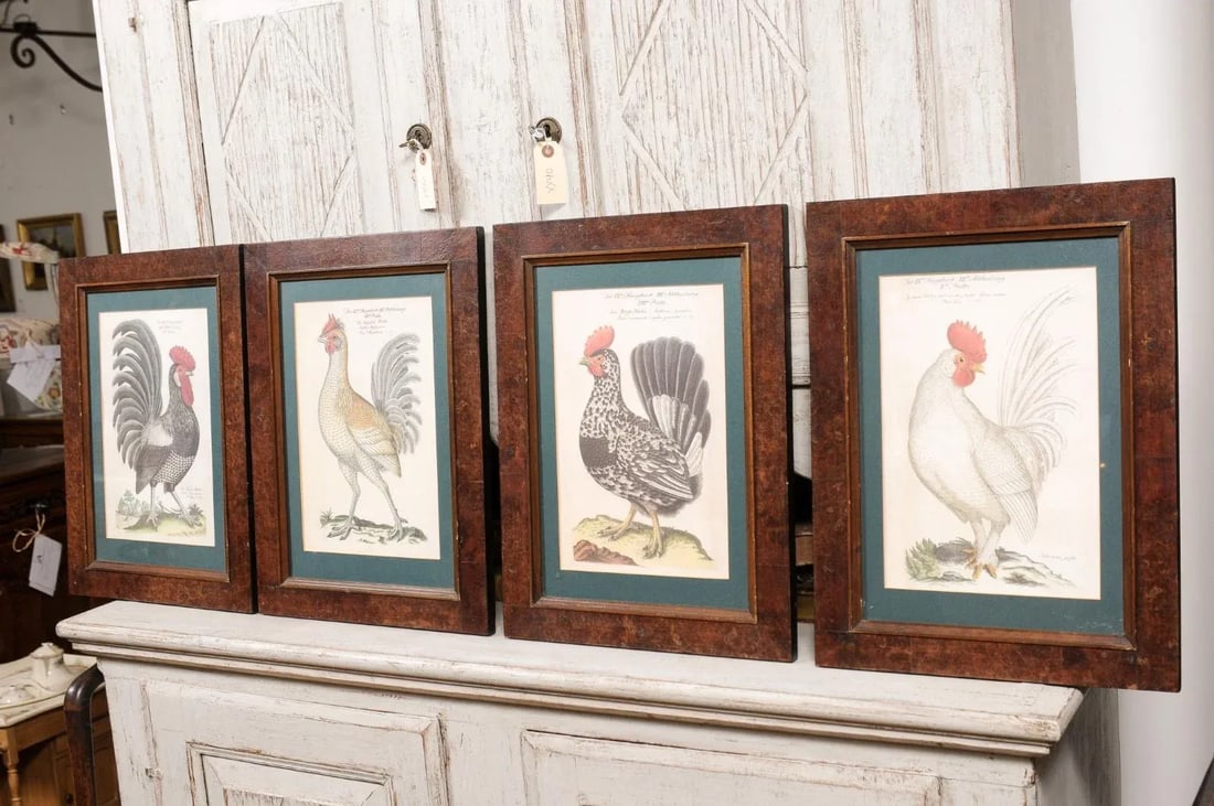 Early 20th Century Turn of the Century German Cockerel Prints in Burr Walnut Frames, Set of Four - 11
