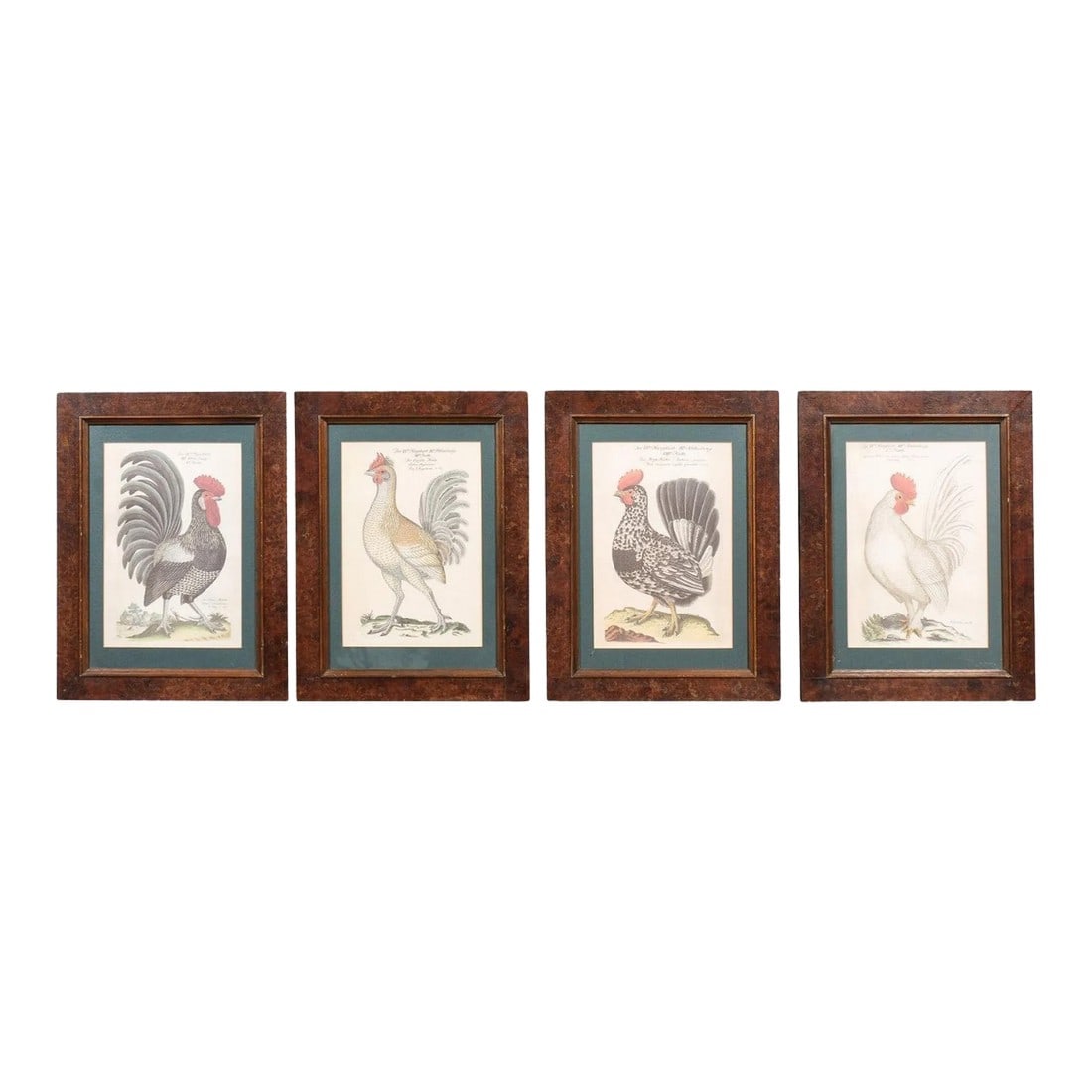 Early 20th Century Turn of the Century German Cockerel Prints in Burr Walnut Frames, Set of Four: A set of four German Cockerel prints from circa 1900 with burr walnut Mid Century frames. Immerse yourself in the rustic elegance and historical charm of this set of four German Cockerel prints from