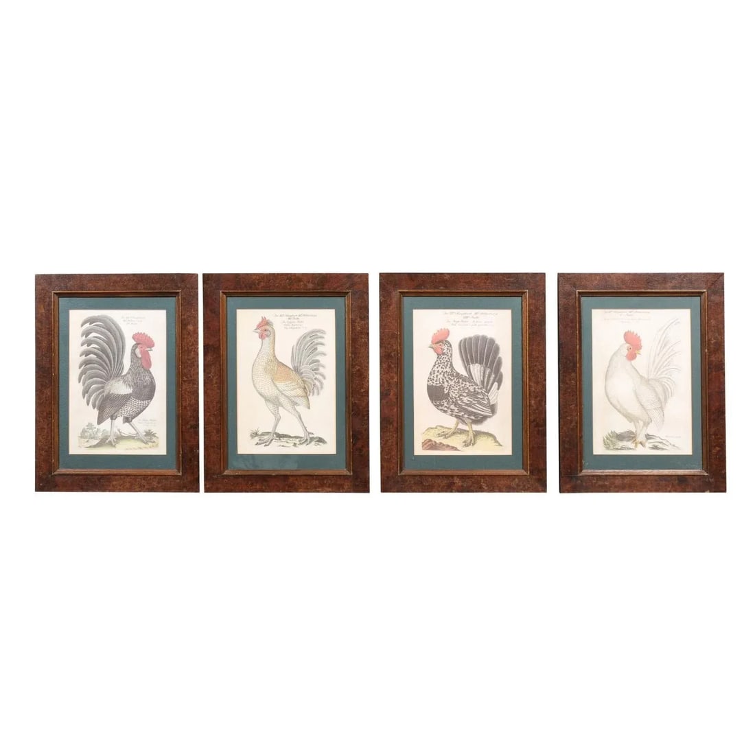 Early 20th Century Turn of the Century German Cockerel Prints in Burr Walnut Frames, Set of Four - 2