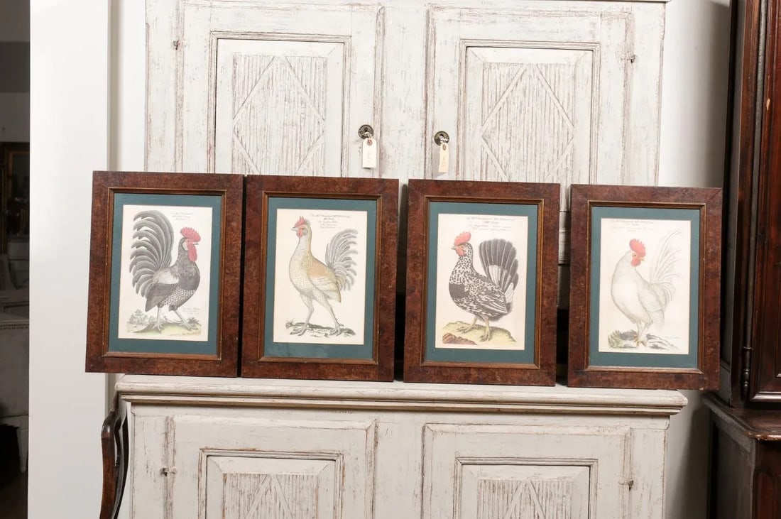 Early 20th Century Turn of the Century German Cockerel Prints in Burr Walnut Frames, Set of Four - 3