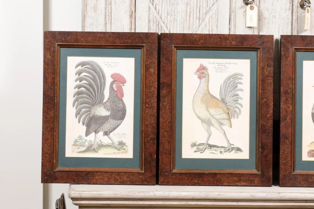 Early 20th Century Turn of the Century German Cockerel Prints in Burr Walnut Frames, Set of Four - 4