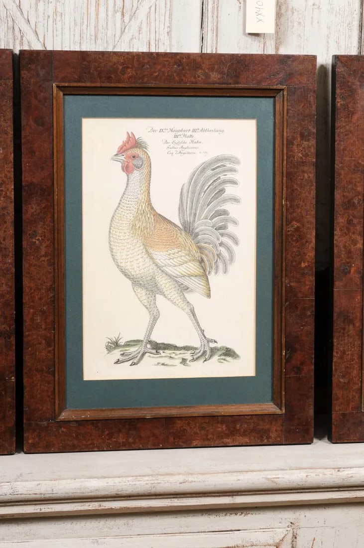 Early 20th Century Turn of the Century German Cockerel Prints in Burr Walnut Frames, Set of Four - 7