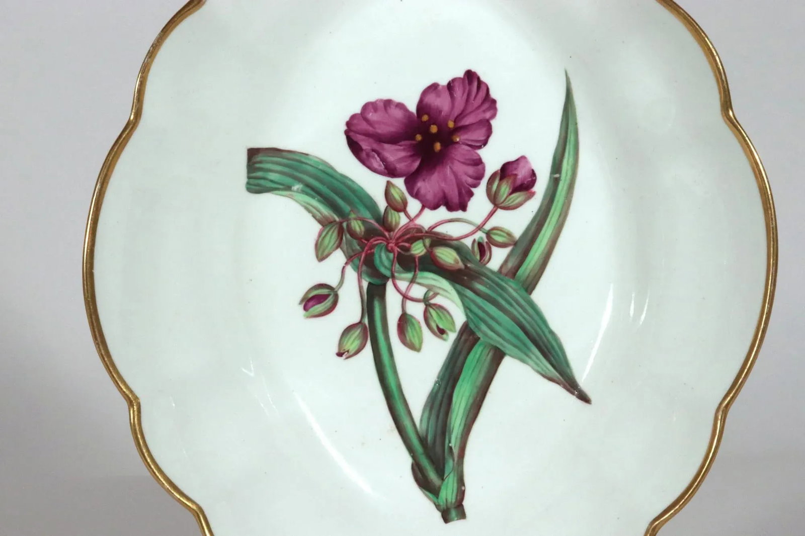 Spode Porcelain Botanical Specimen Dish With a Spiderwort Plant After William Curtis - 6