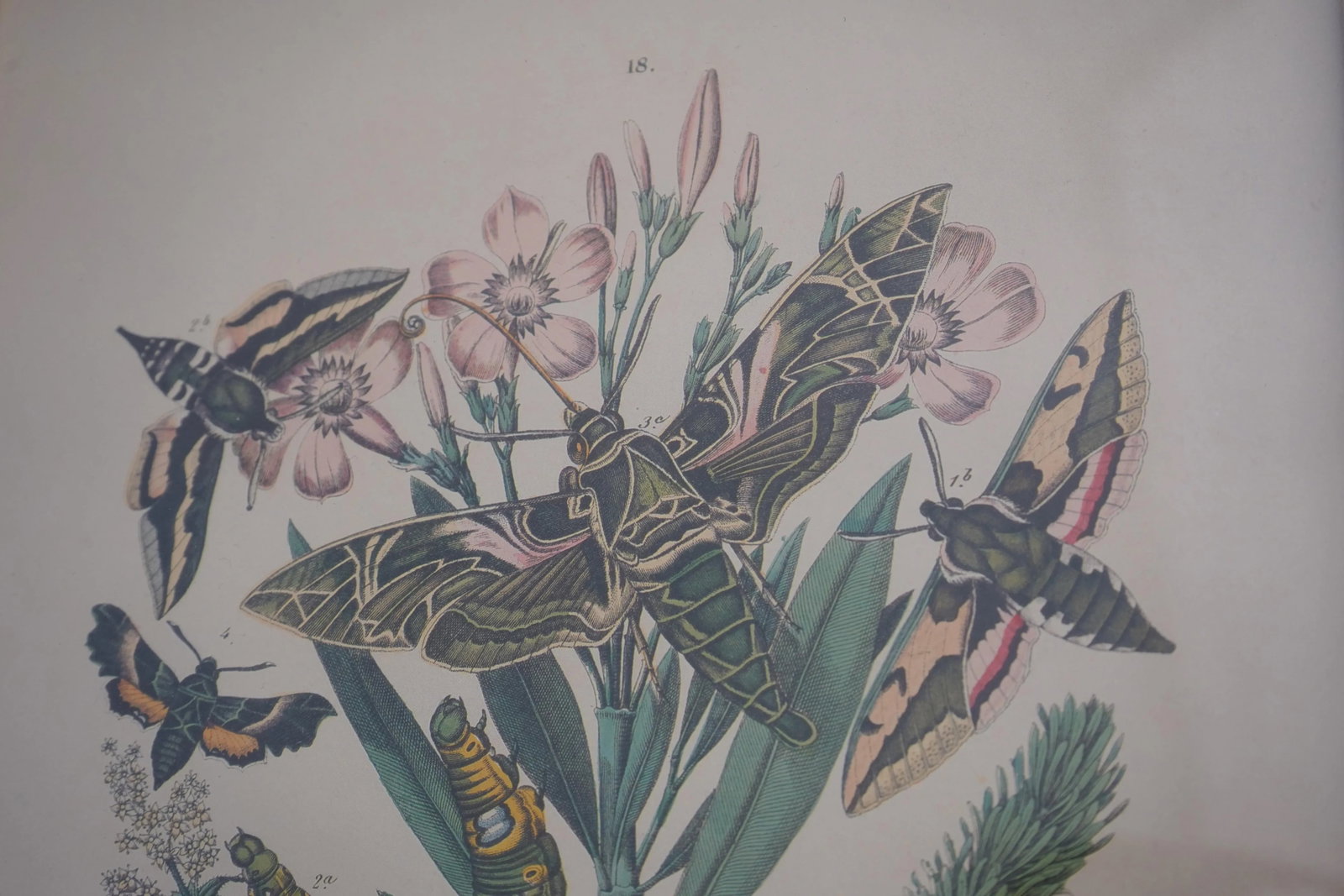 Pair Vintage Butterfly Colored Engraving Prints - 10