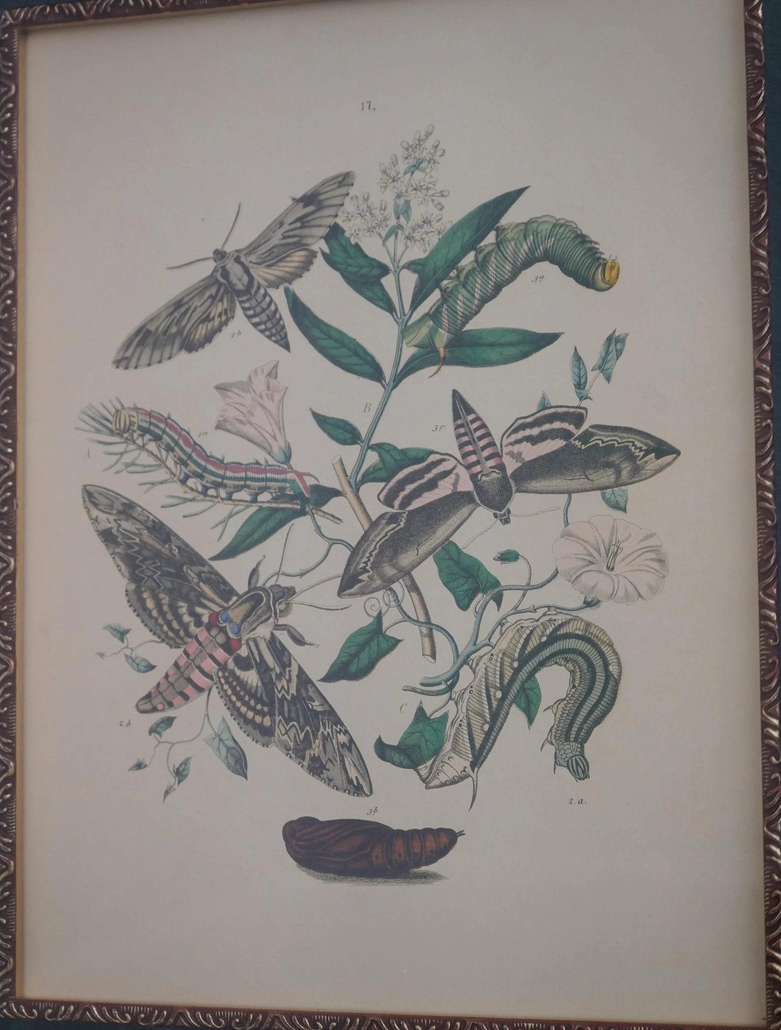 Pair Vintage Butterfly Colored Engraving Prints - 4