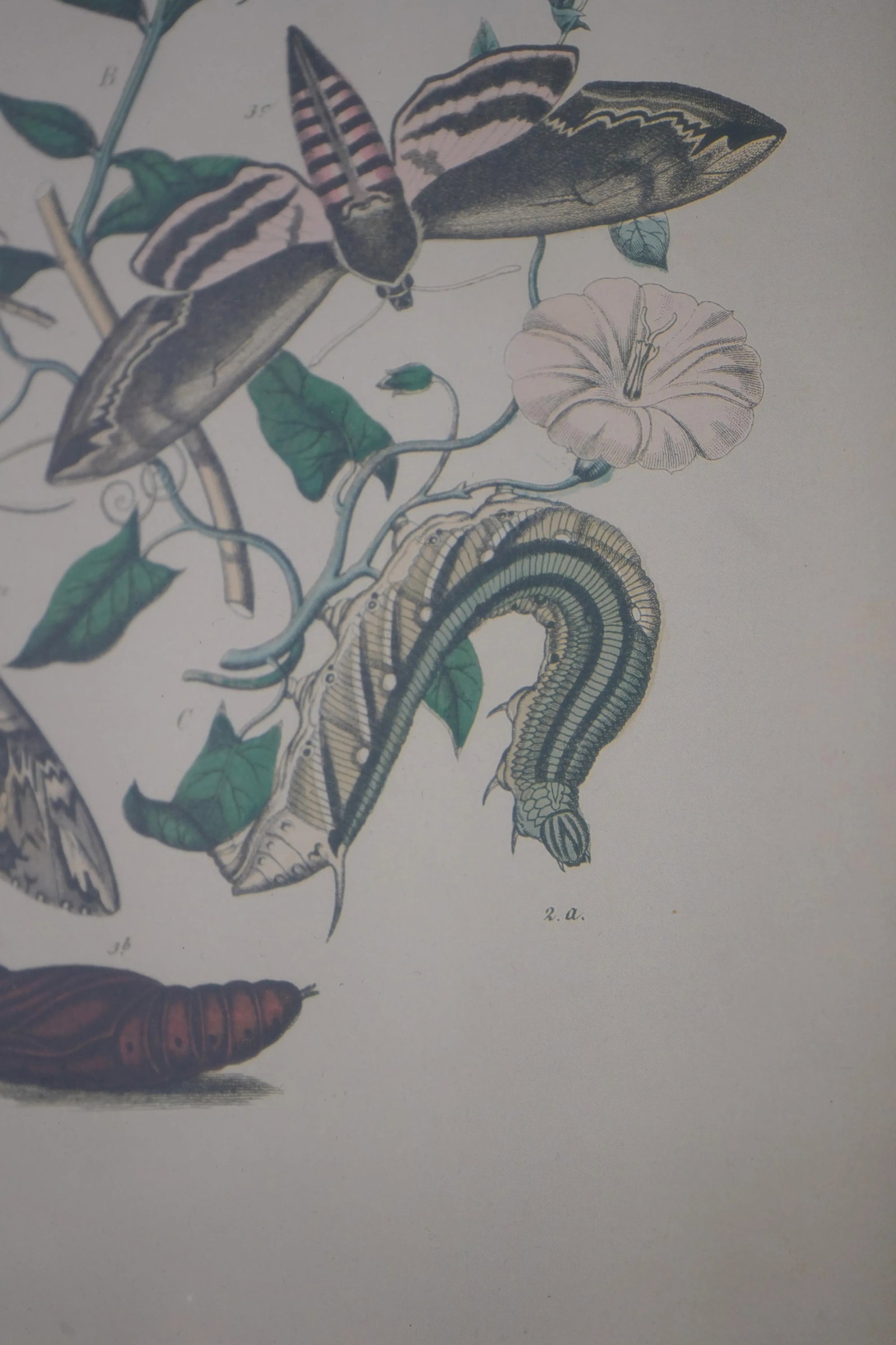 Pair Vintage Butterfly Colored Engraving Prints - 6