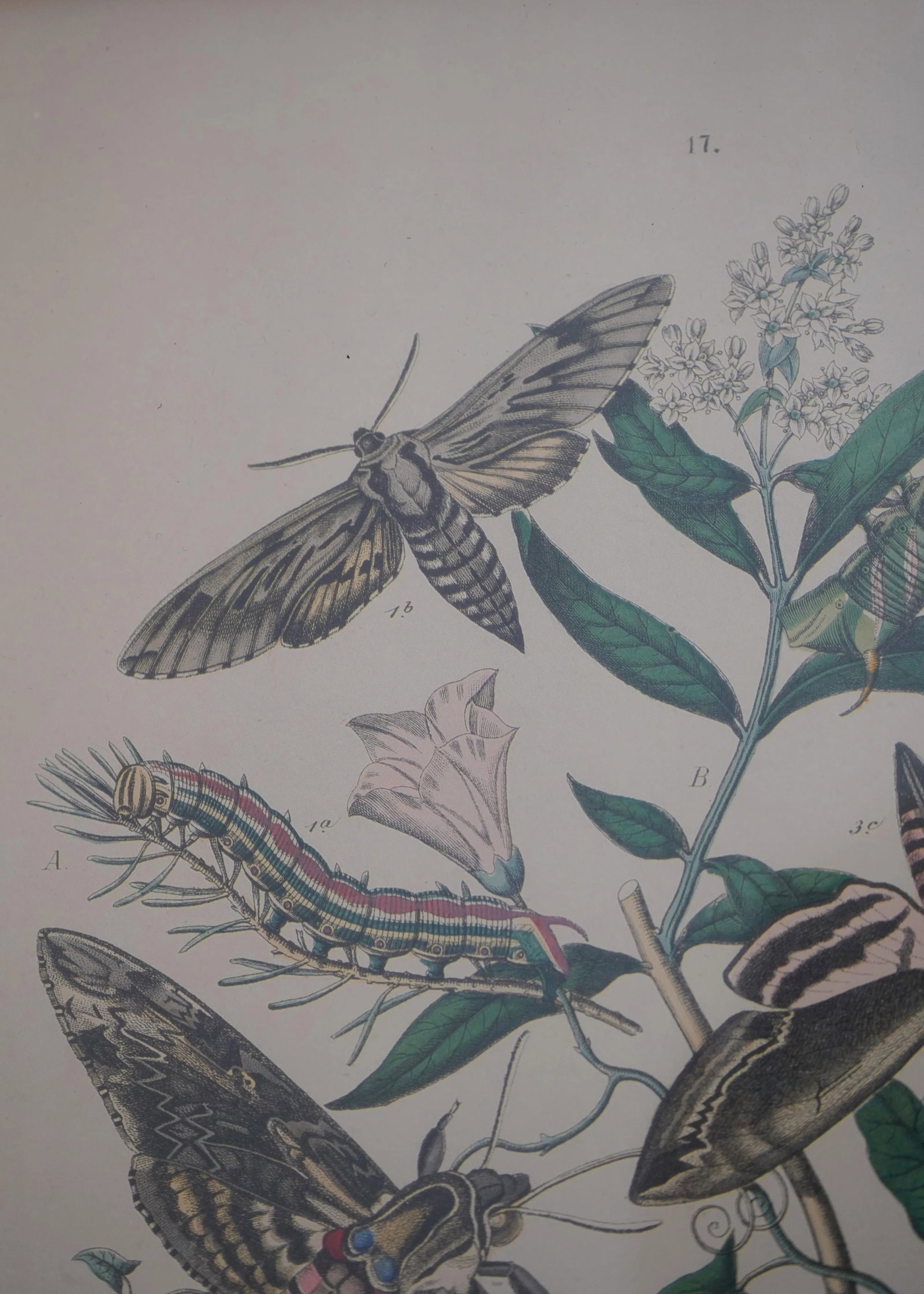 Pair Vintage Butterfly Colored Engraving Prints - 8