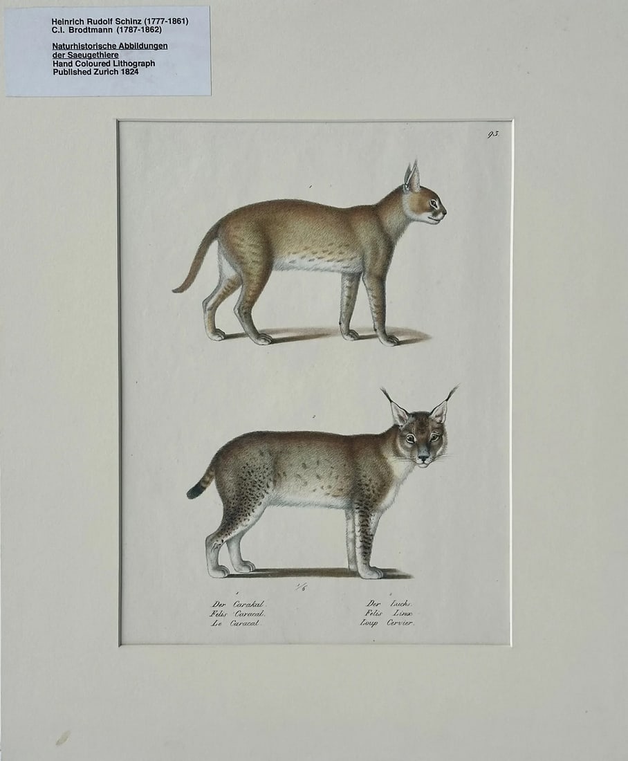 Lynx & Caracal Cats Original Hand Colored Lithograph by Schinz, 1824 (Unframed): Original lithograph by Heinrich Rudolf Schinz and published by Brodtmann in Zurich, 1824. Unframed, mat included. Dimensions: 13.25 x 16" Condition: Alterations: Original Condition Unaltered