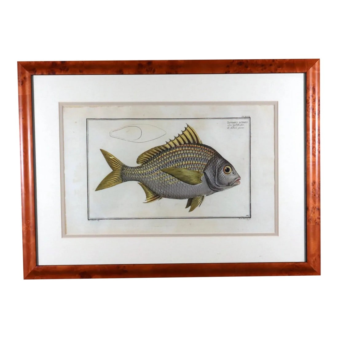 Marcus Bloch Engraving of a Yellow Fin Fish: Marcus Bloch Fish Engraving, Plate XX XLVII, #247, Lutianus Luteus, Circa 1780 The Marcus Bloch engraving depicts a hand-colored engraving of a fish and a line drawing of a cross section of the