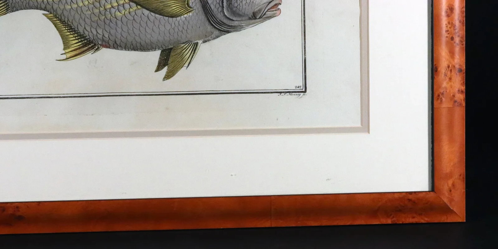 Marcus Bloch Engraving of a Yellow Fin Fish - 2