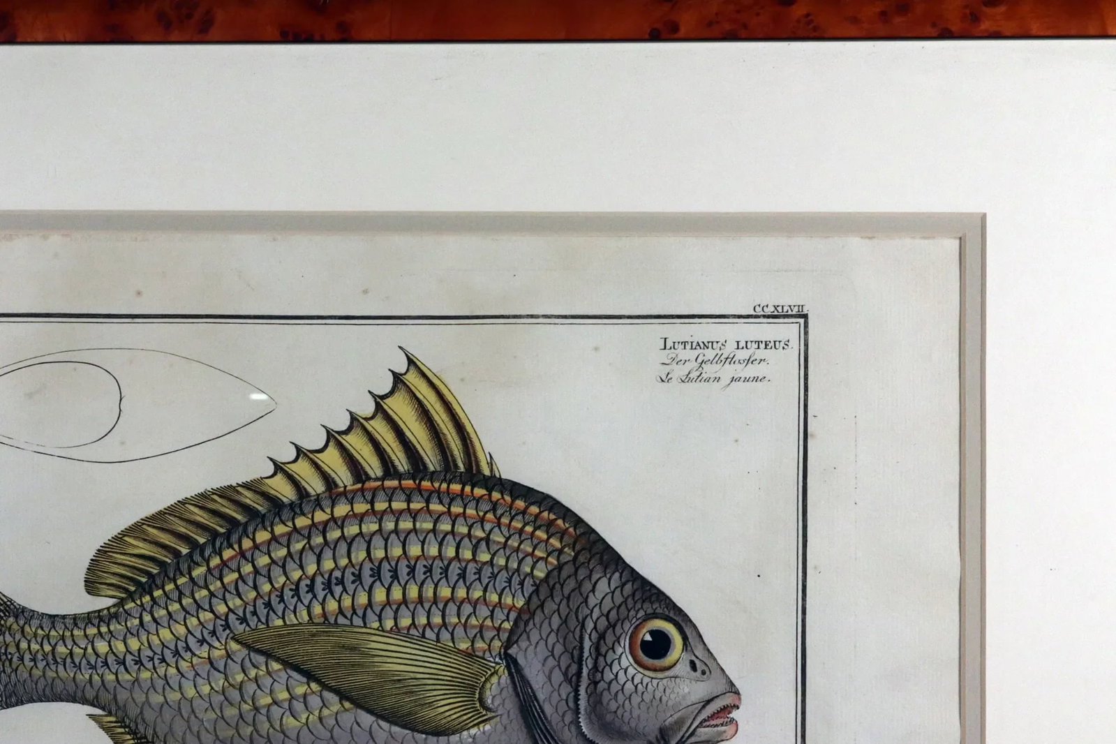 Marcus Bloch Engraving of a Yellow Fin Fish - 3