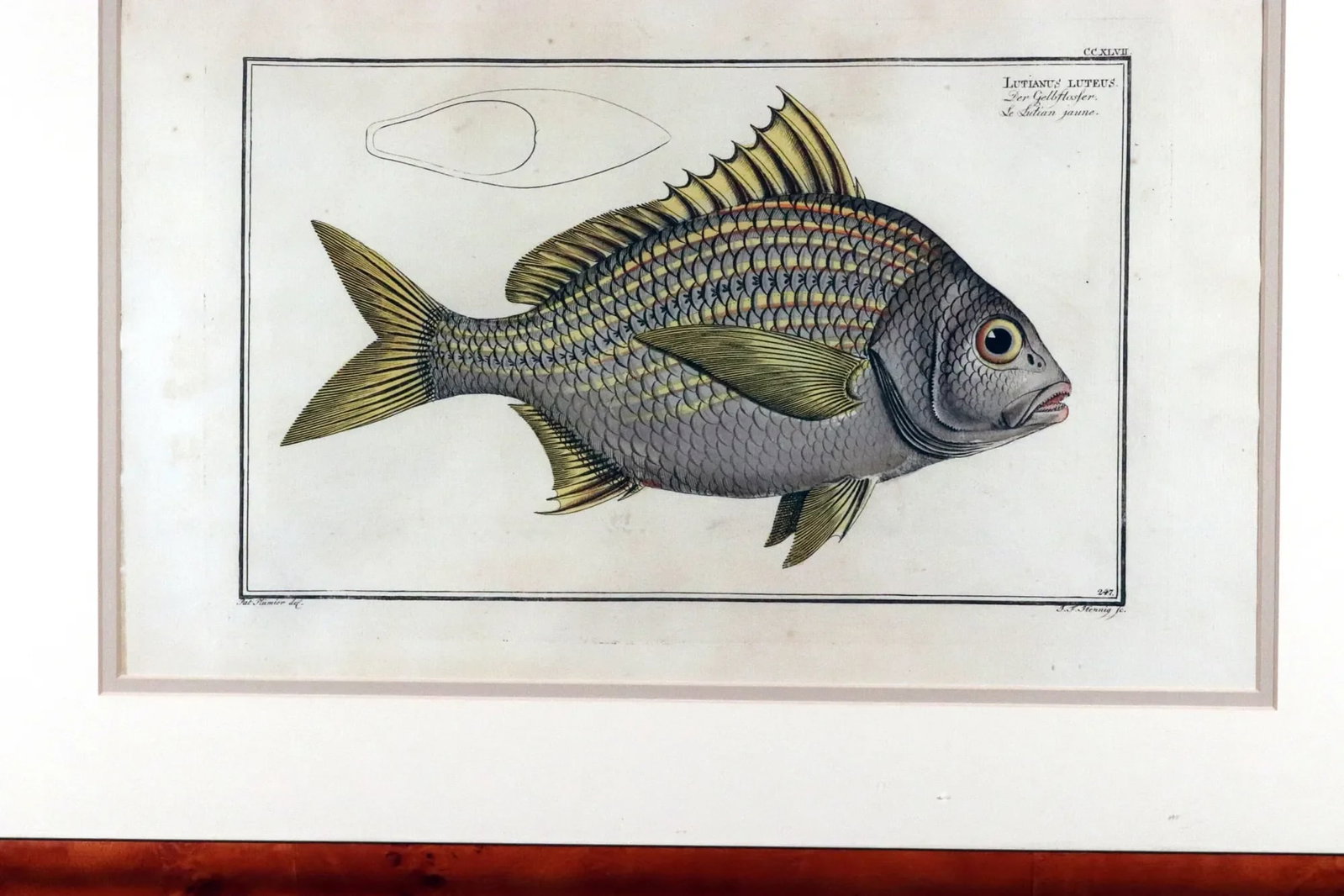 Marcus Bloch Engraving of a Yellow Fin Fish - 4