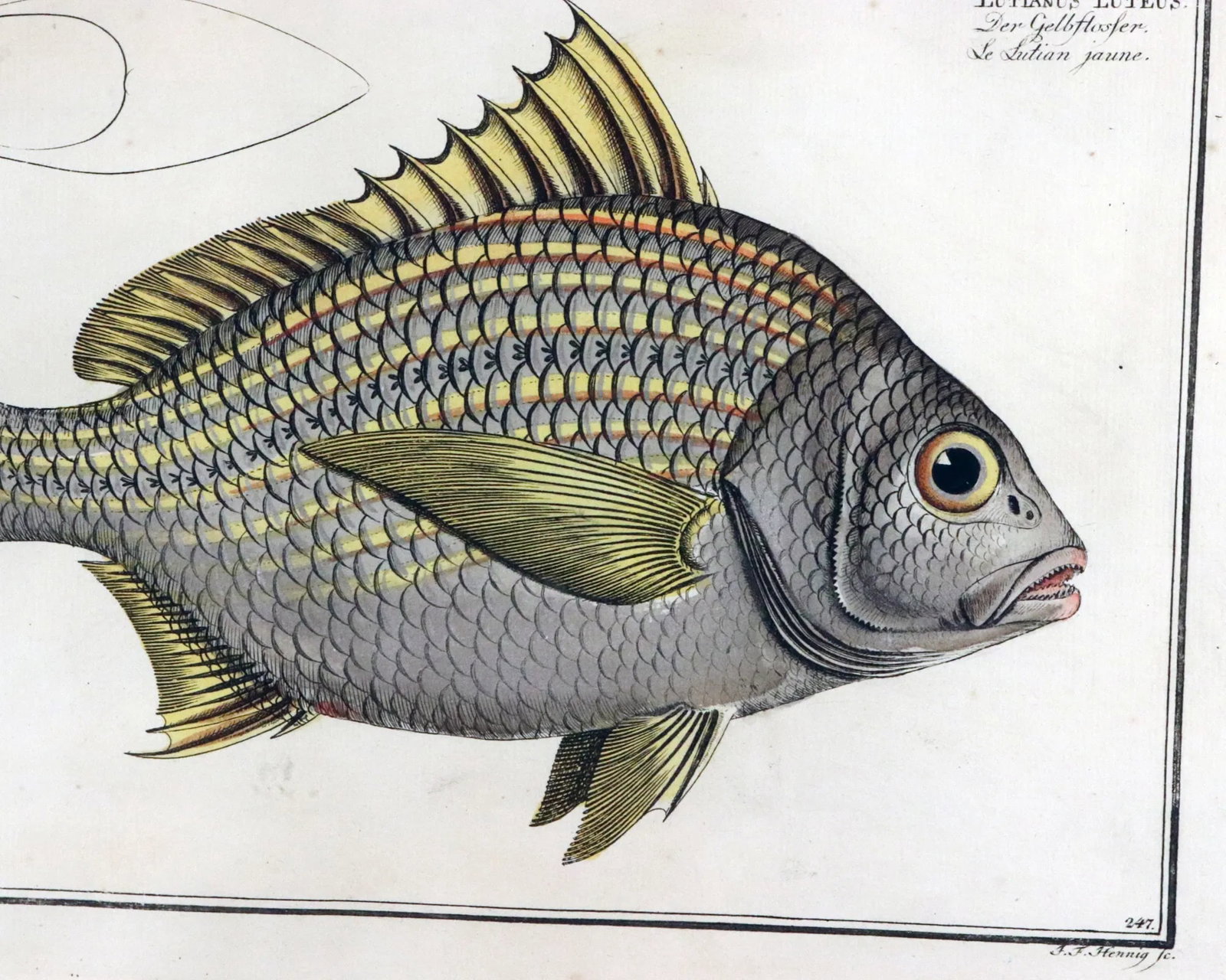 Marcus Bloch Engraving of a Yellow Fin Fish - 5