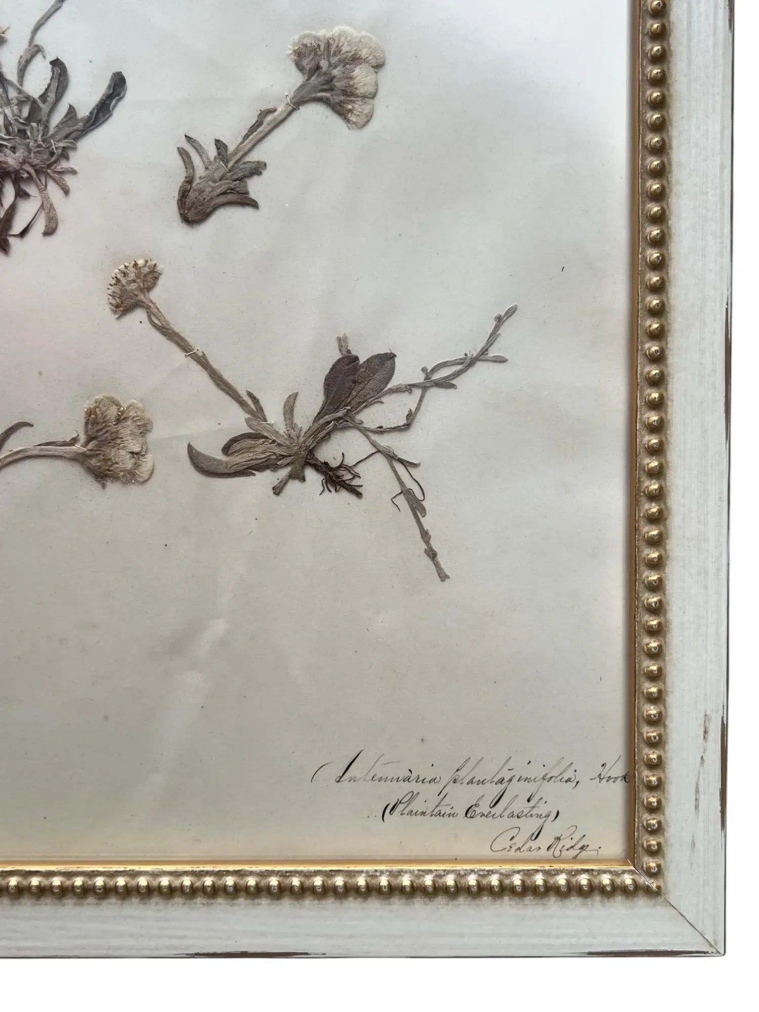 1895 Herbarium Botanical Specimens, Set of 18 - 10