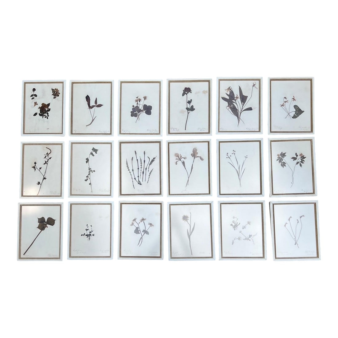 1895 Herbarium Botanical Specimens, Set of 18: Set of 18 newly framed herbariums from 1895. Framing is new Larson-Juhl solid wood from Italy, folios are mounted to archival quality board under glass, descriptive specimen notes in their meticulous