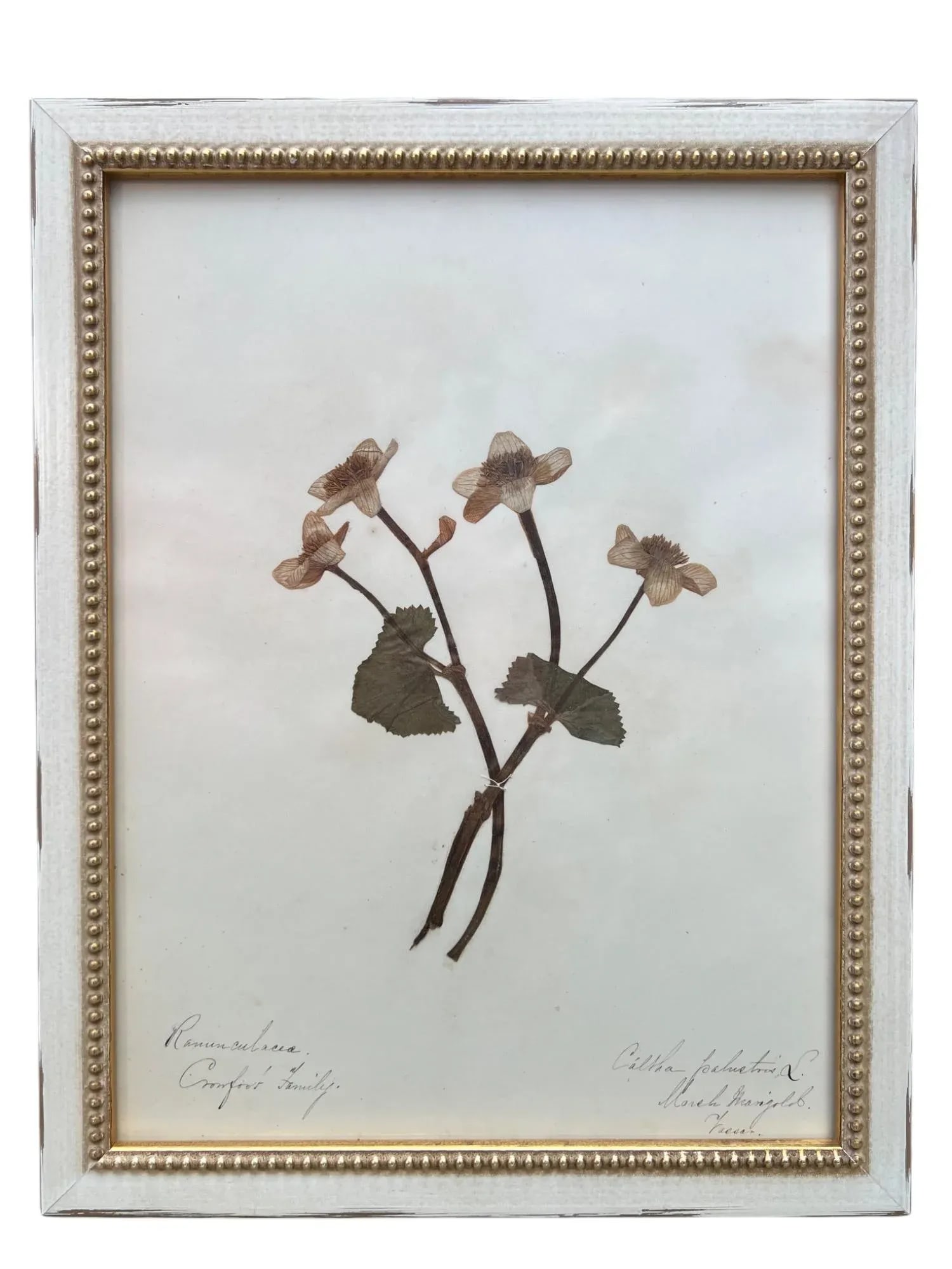 1895 Herbarium Botanical Specimens, Set of 18 - 2