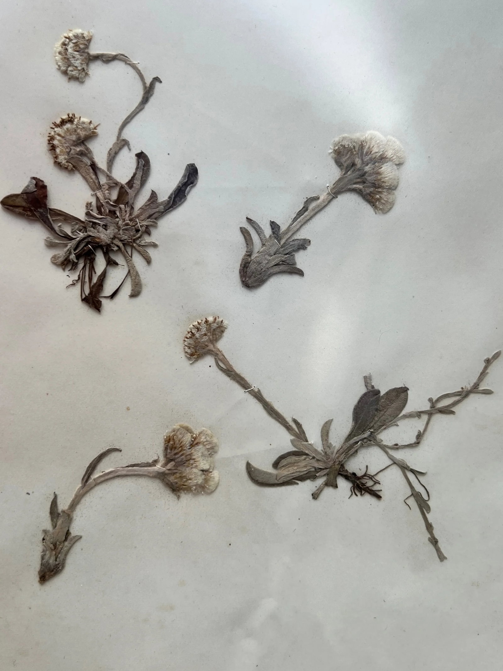 1895 Herbarium Botanical Specimens, Set of 18 - 3