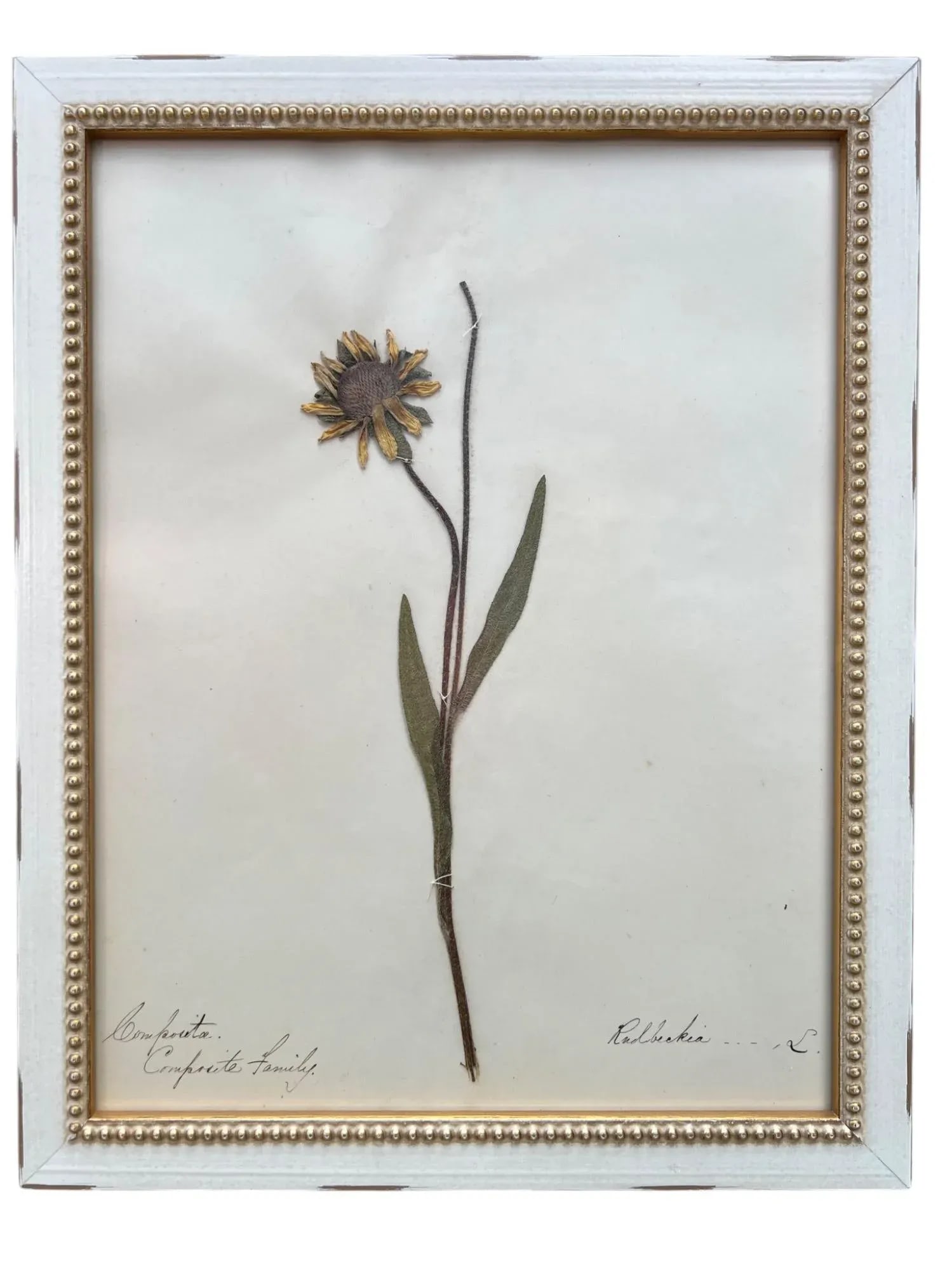 1895 Herbarium Botanical Specimens, Set of 18 - 4