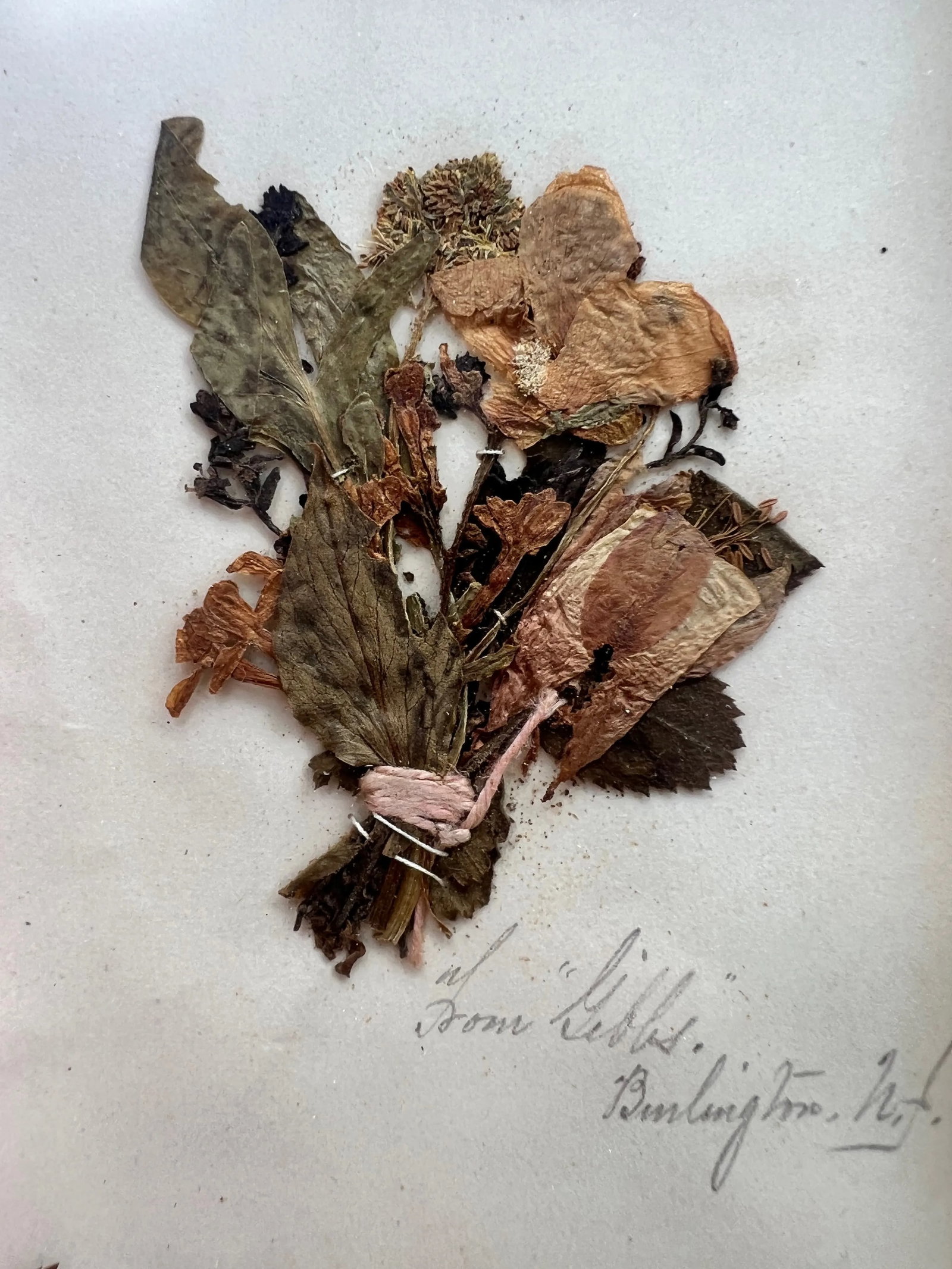1895 Herbarium Botanical Specimens, Set of 18 - 5