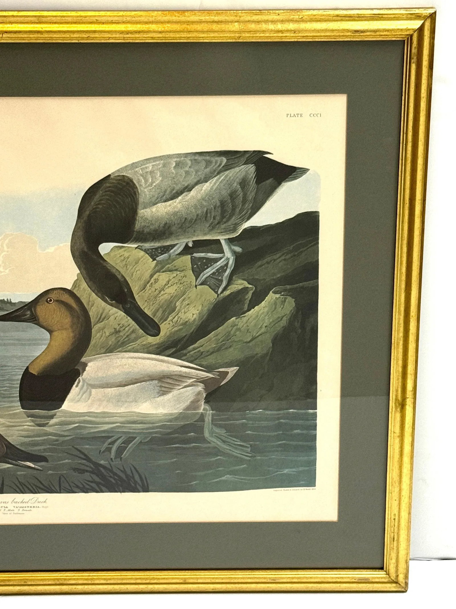 Mallard Duck and Canvasback Duck, After John James Audubon, 20th Century - Set of 2 - 12