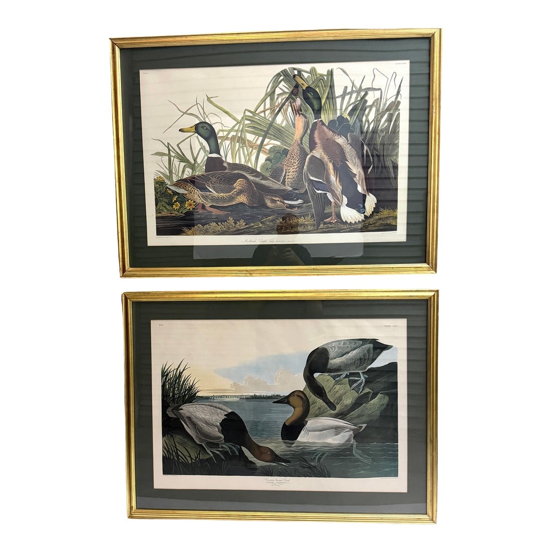 Mallard Duck and Canvasback Duck, After John James Audubon, 20th Century - Set of 2 (1 of 12)