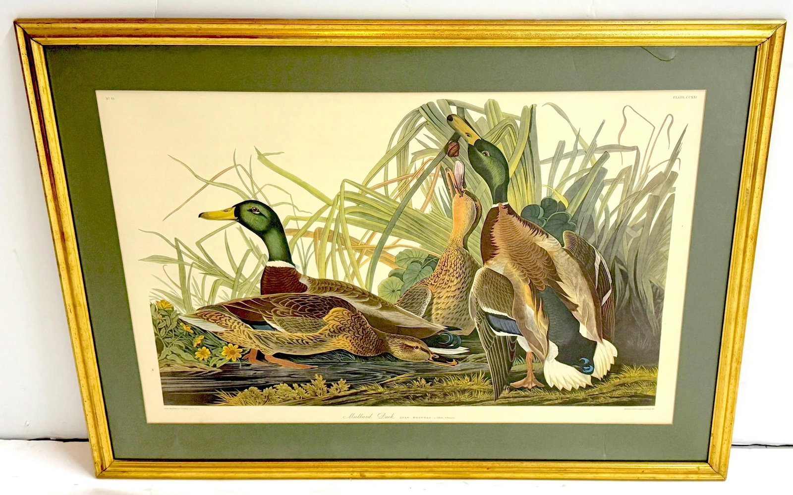 Mallard Duck and Canvasback Duck, After John James Audubon, 20th Century - Set of 2 - 2