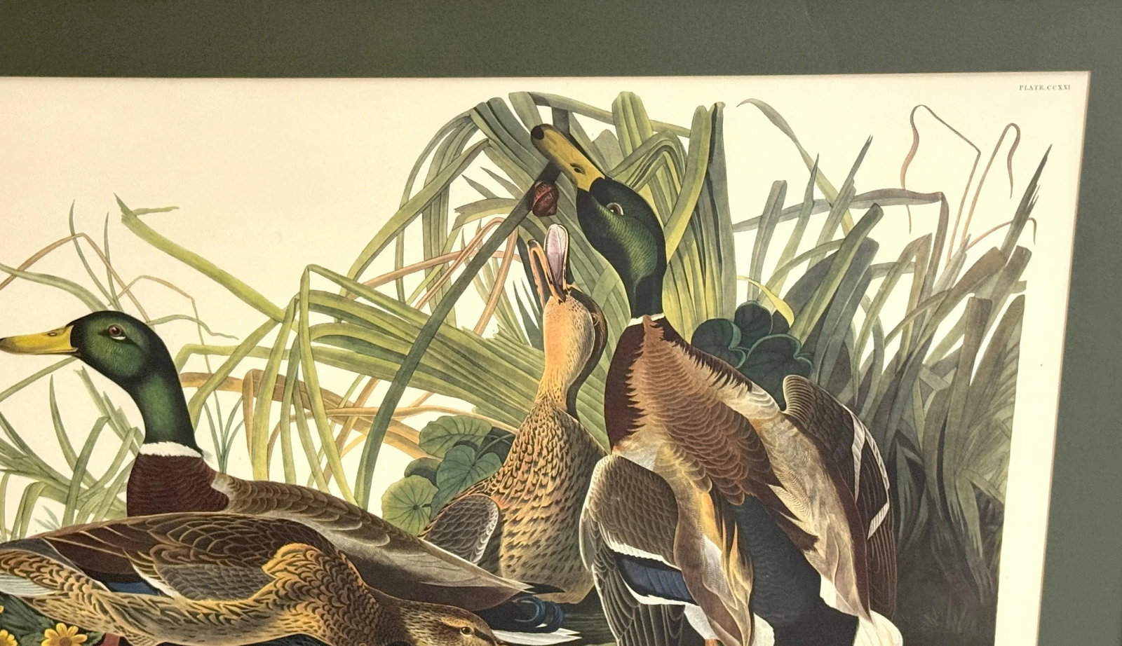 Mallard Duck and Canvasback Duck, After John James Audubon, 20th Century - Set of 2 - 3