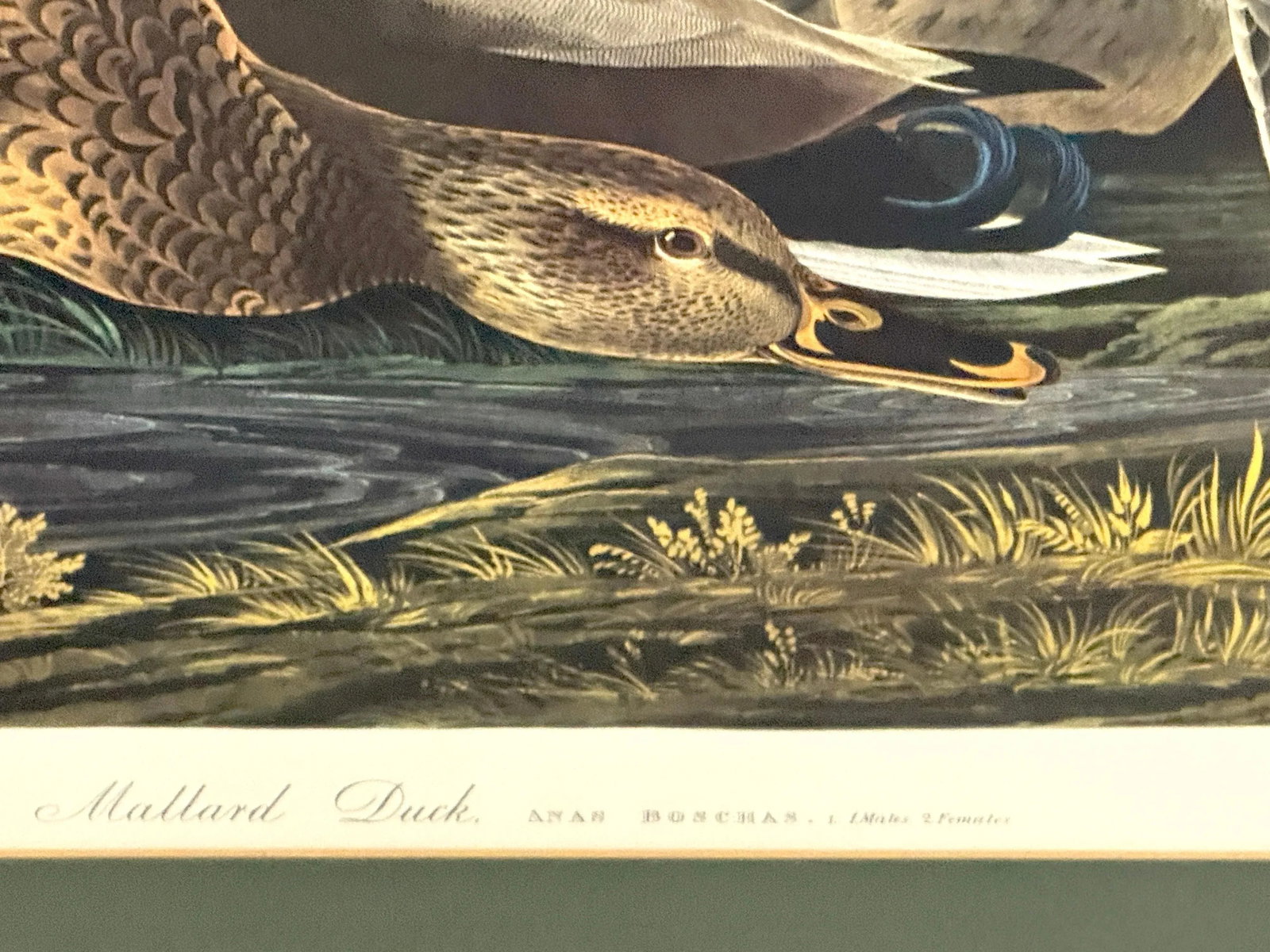 Mallard Duck and Canvasback Duck, After John James Audubon, 20th Century - Set of 2 - 4