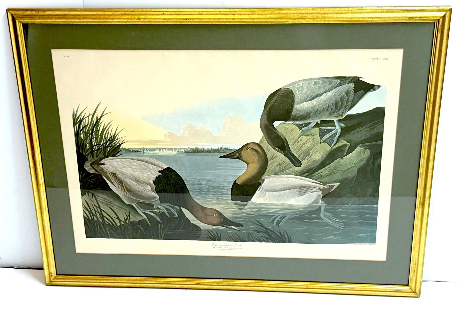 Mallard Duck and Canvasback Duck, After John James Audubon, 20th Century - Set of 2 - 5