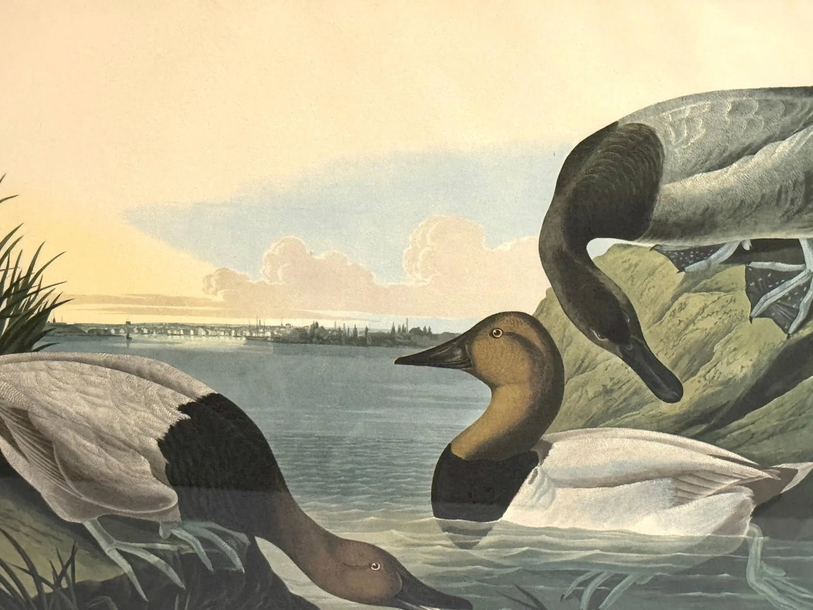 Mallard Duck and Canvasback Duck, After John James Audubon, 20th Century - Set of 2 - 7