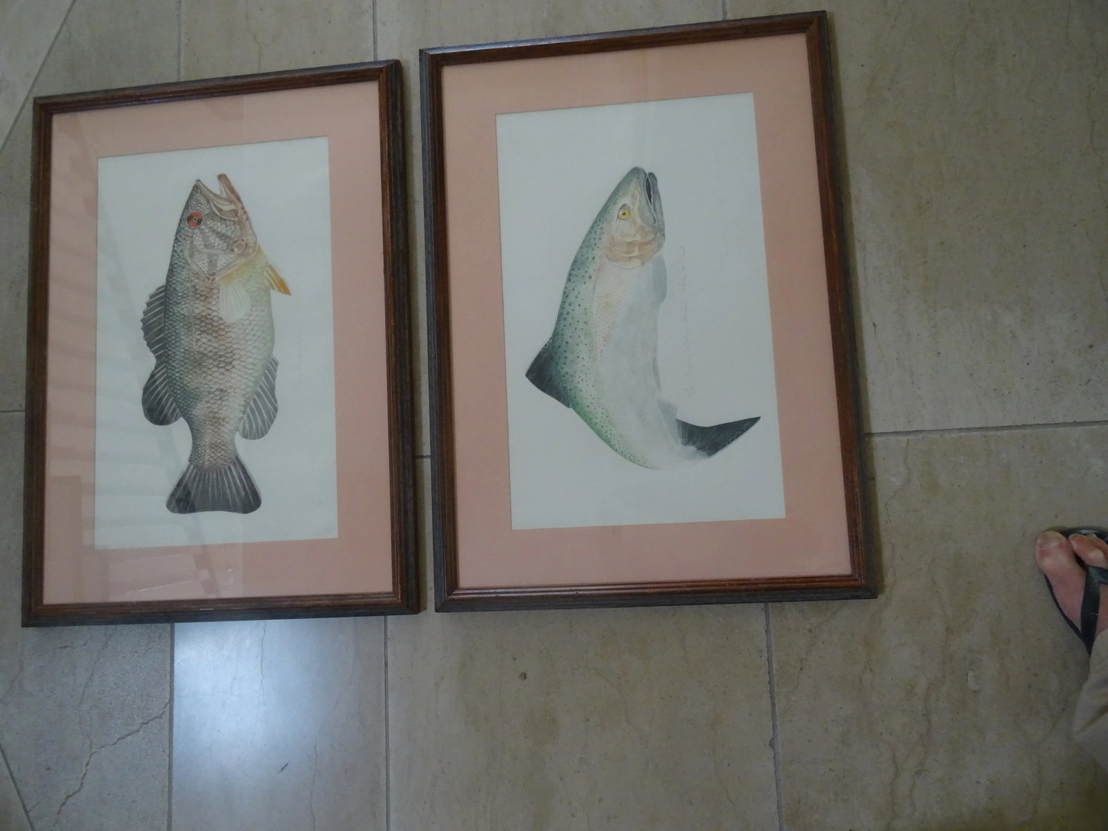 Late 20th Century Limited Edition Fish Lithographs a Pair, Framed - 3