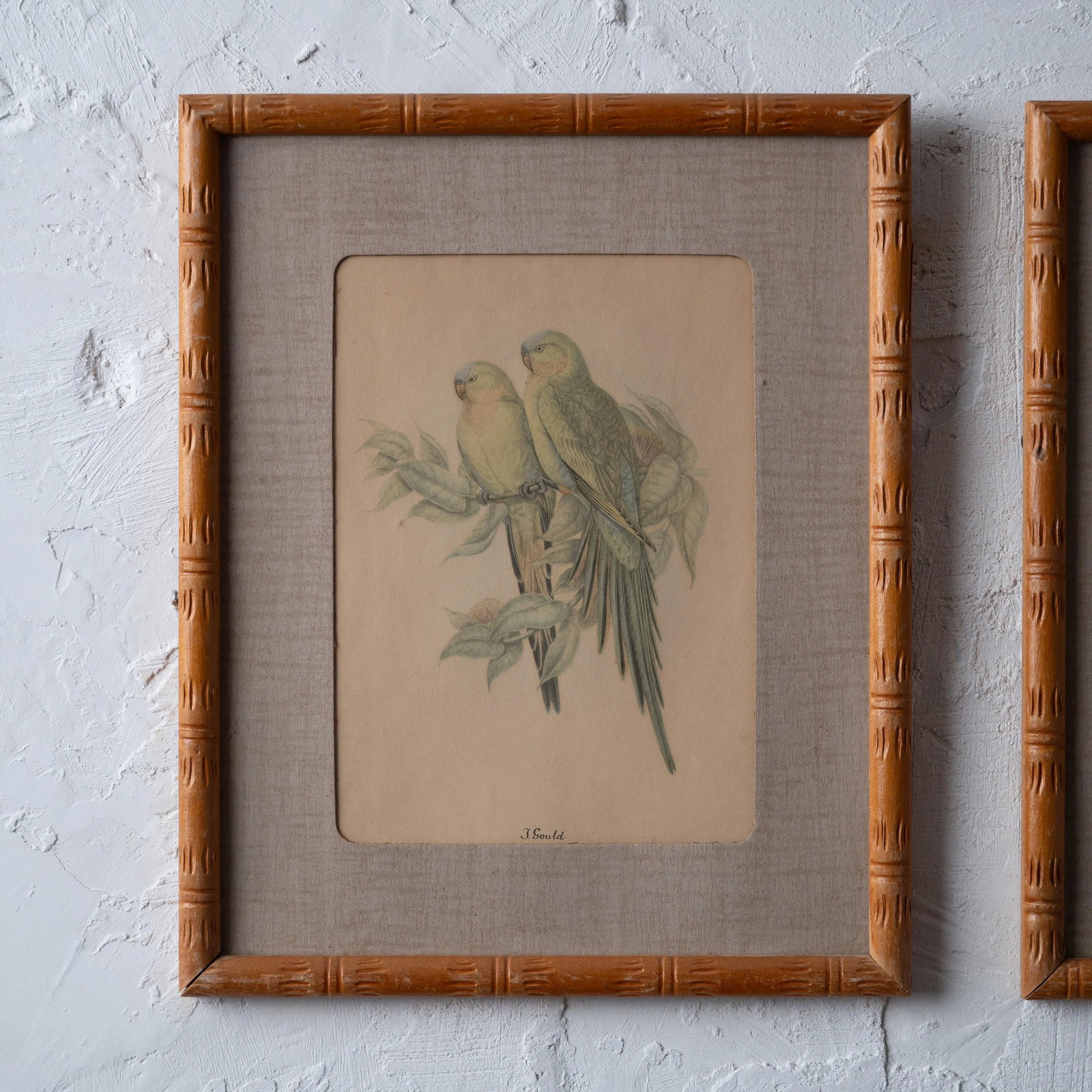 Pair of Gould Parrot Prints, 1940s - 3