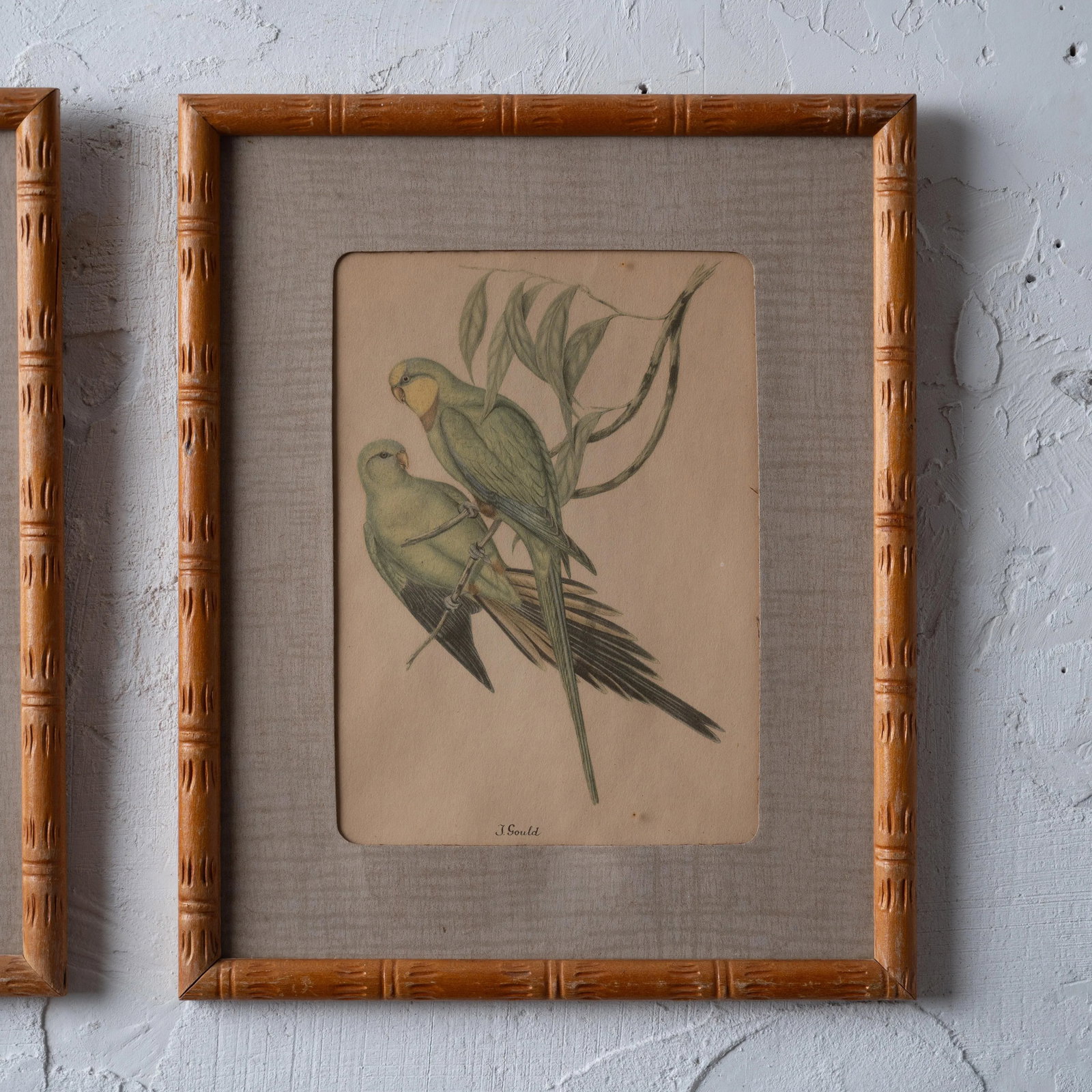 Pair of Gould Parrot Prints, 1940s - 4