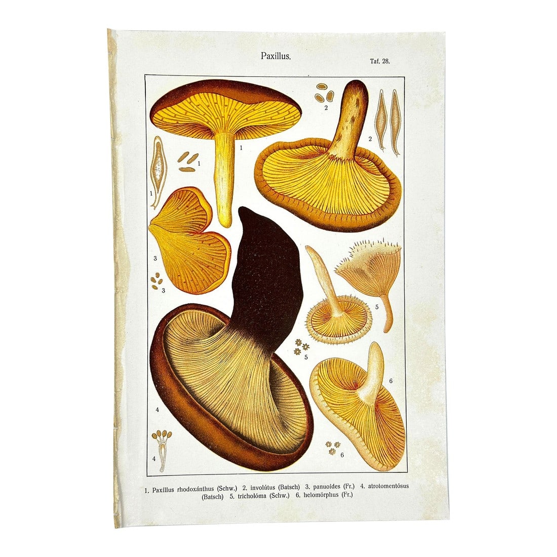 Original Antique 19th C Hand Colored Lithograph Mushrooms Fungi Paxillus Species by Carl Gustav Jabl (1 of 6)