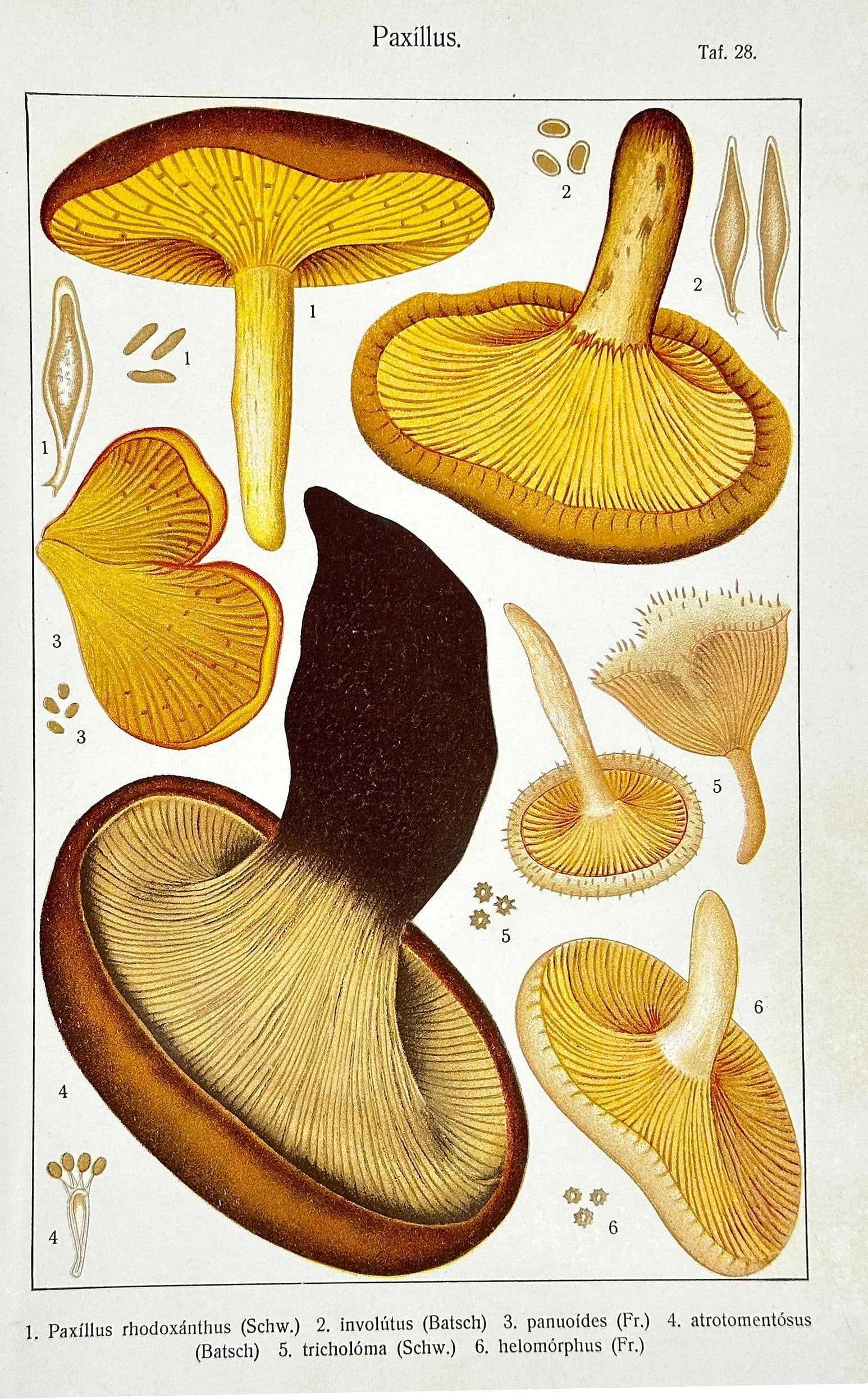 Original Antique 19th C Hand Colored Lithograph Mushrooms Fungi Paxillus Species by Carl Gustav Jabl - 2