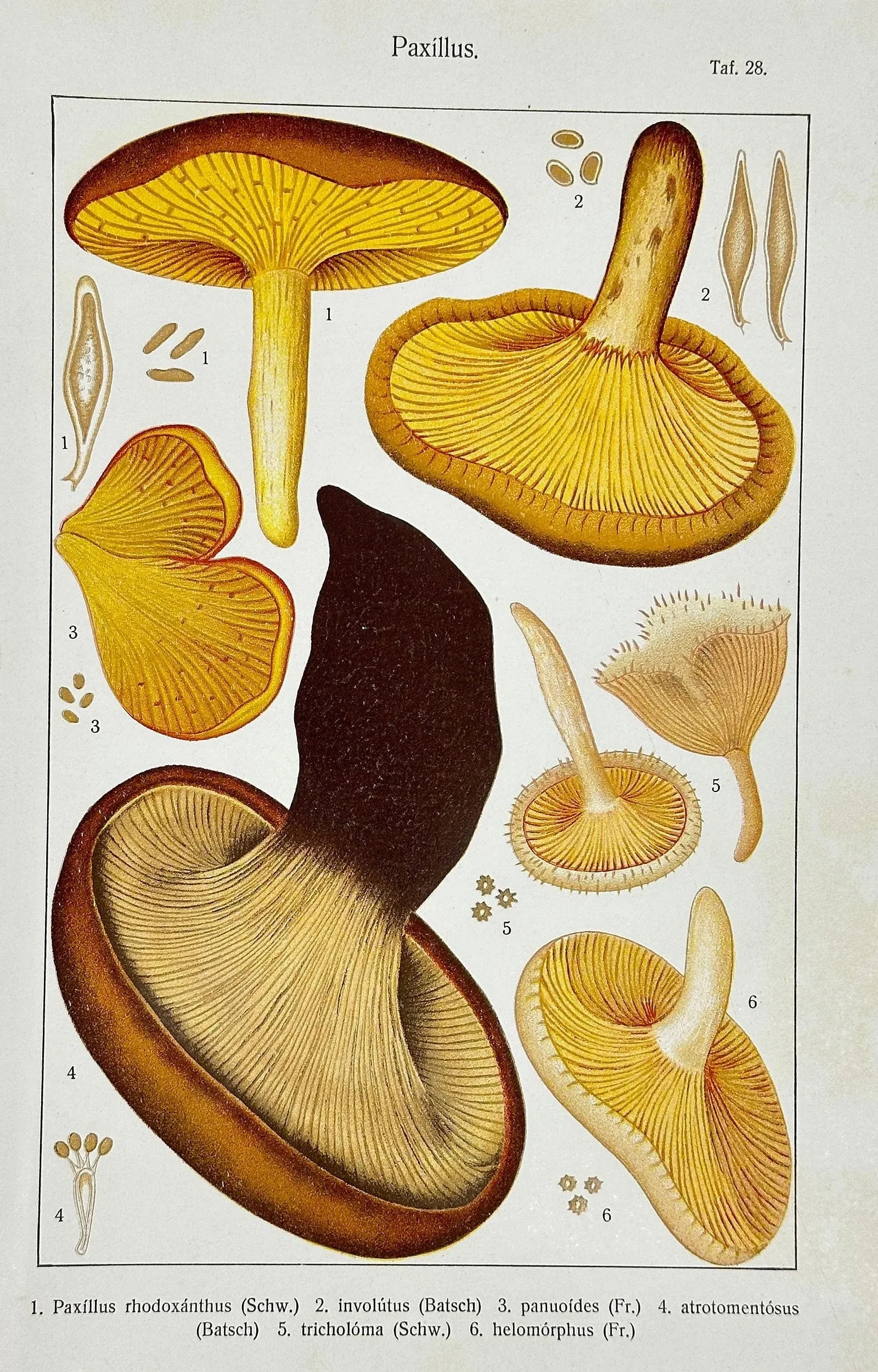 Original Antique 19th C Hand Colored Lithograph Mushrooms Fungi Paxillus Species by Carl Gustav Jabl - 3