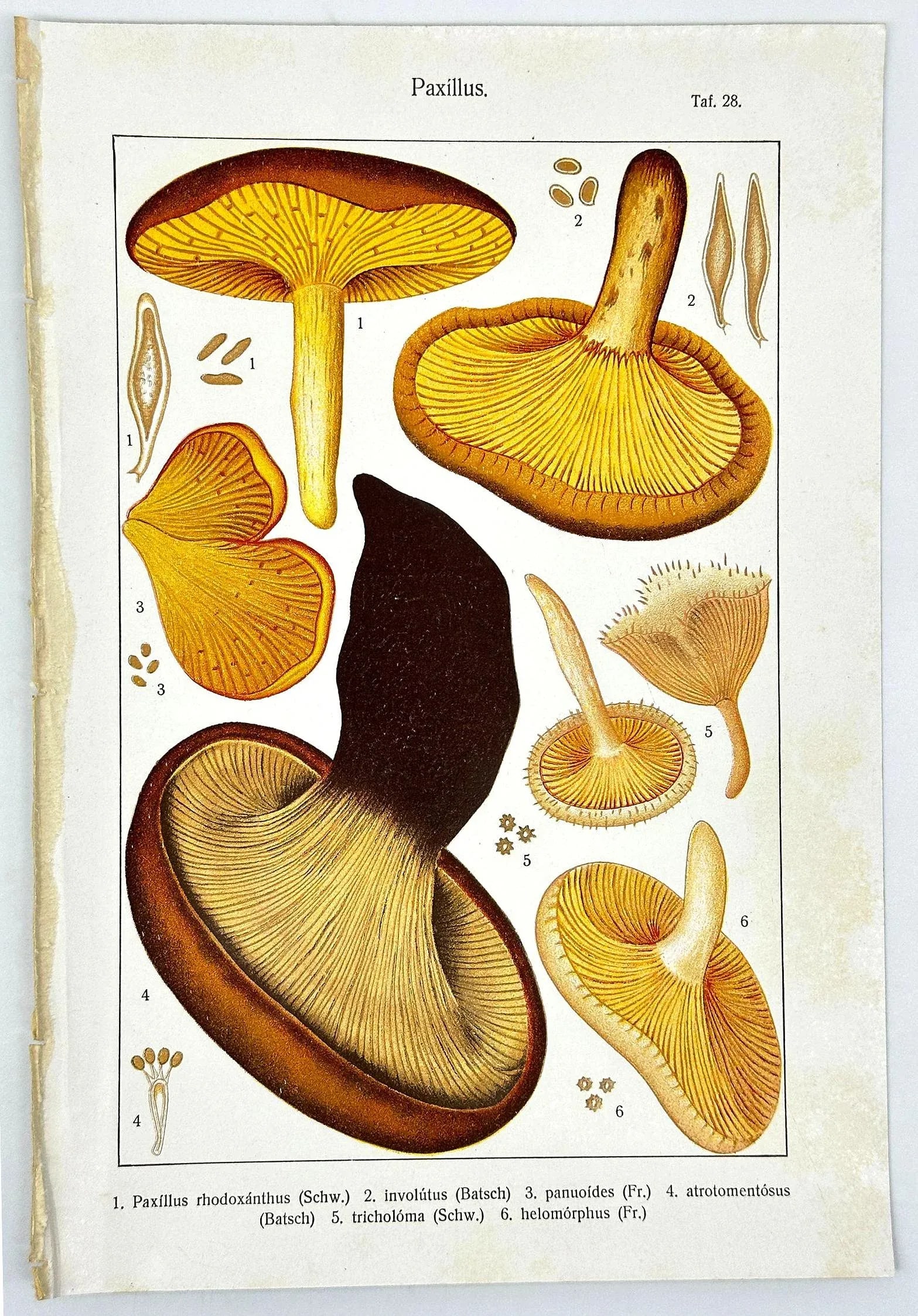 Original Antique 19th C Hand Colored Lithograph Mushrooms Fungi Paxillus Species by Carl Gustav Jabl - 4